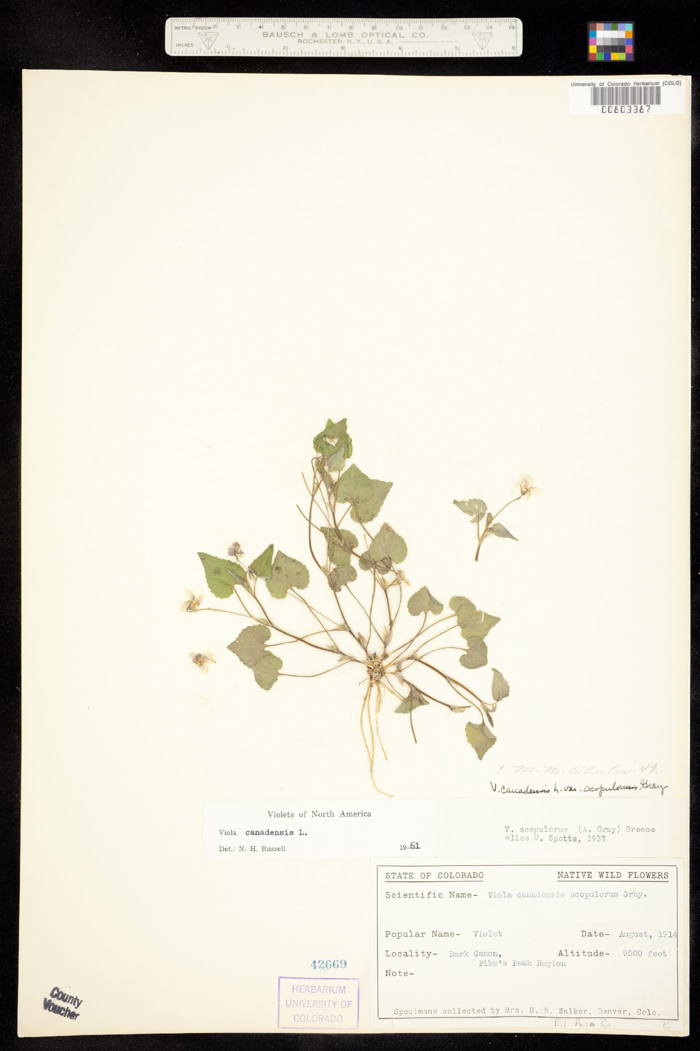 Viola canadensis var. scopulorum image