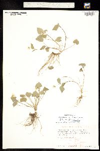 Viola scopulorum image