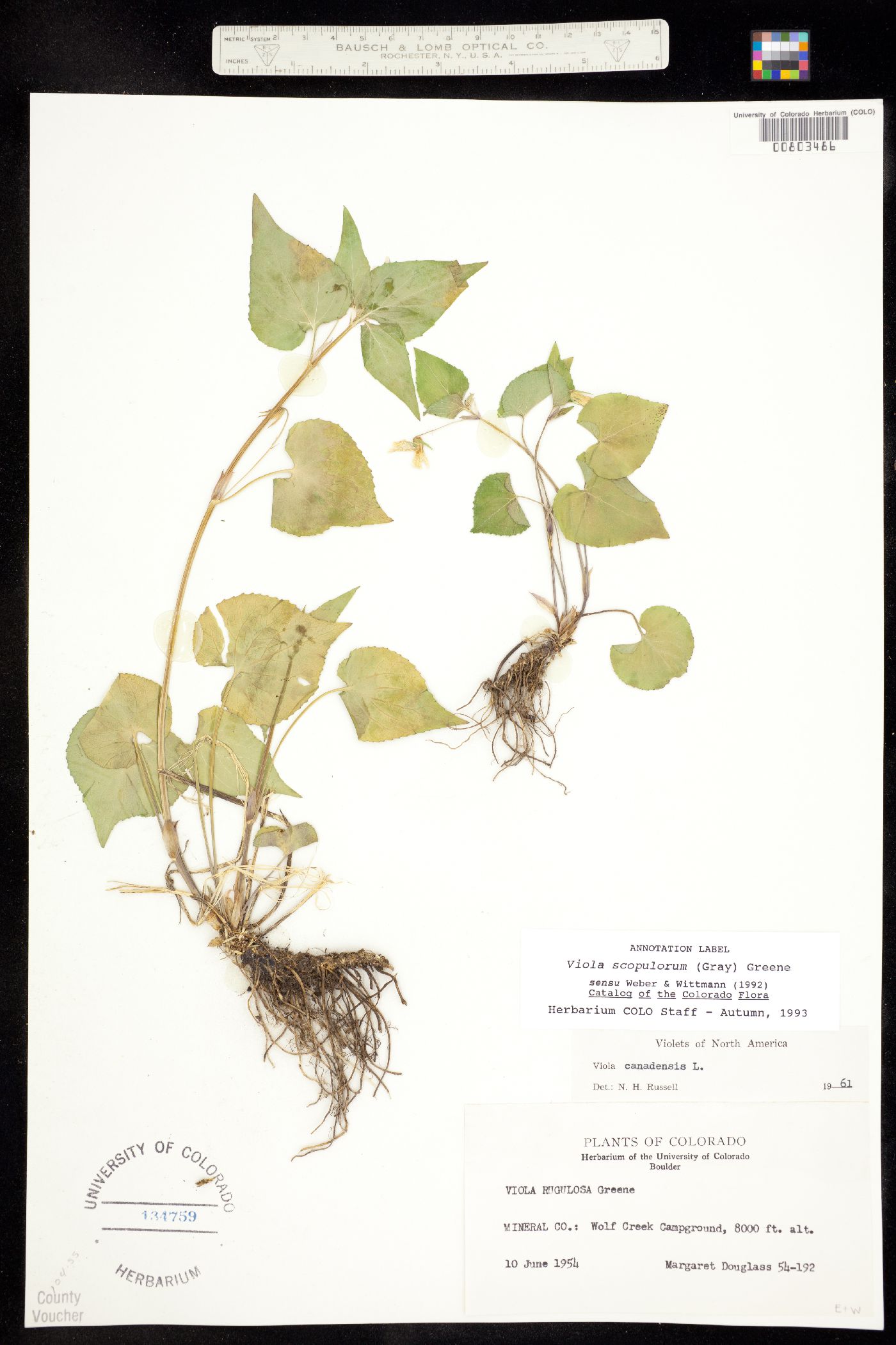 Viola scopulorum image