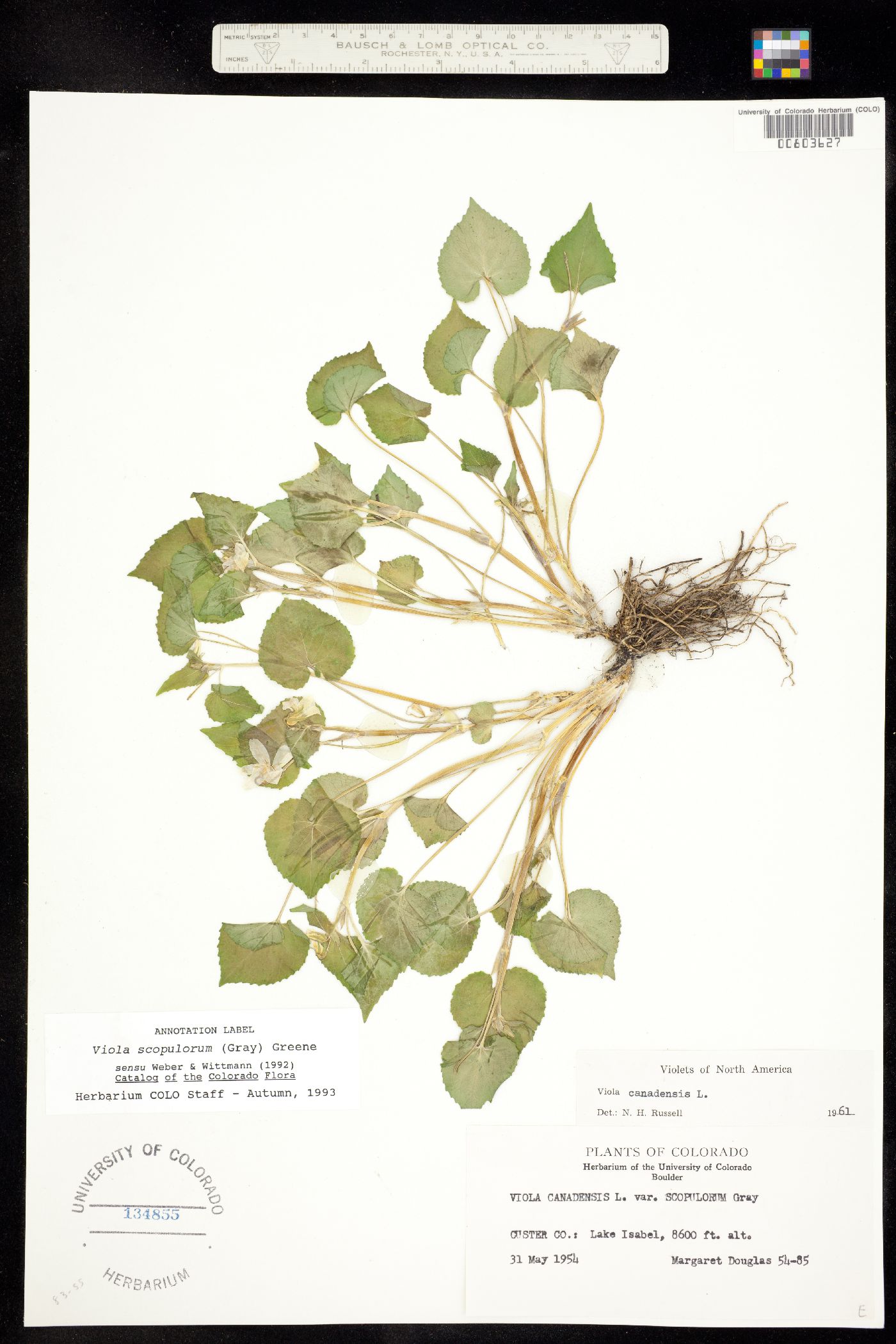 Viola scopulorum image
