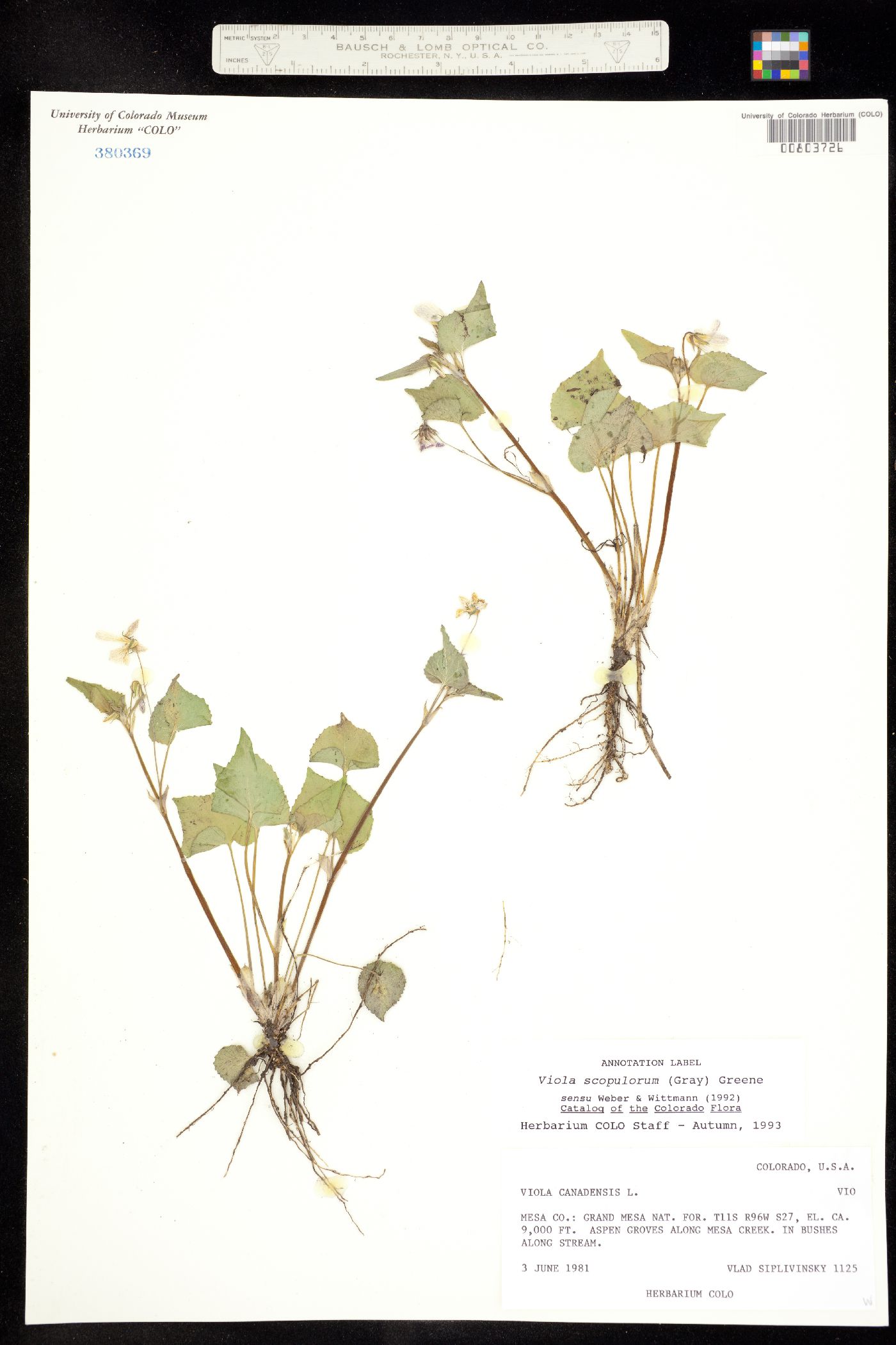 Viola scopulorum image