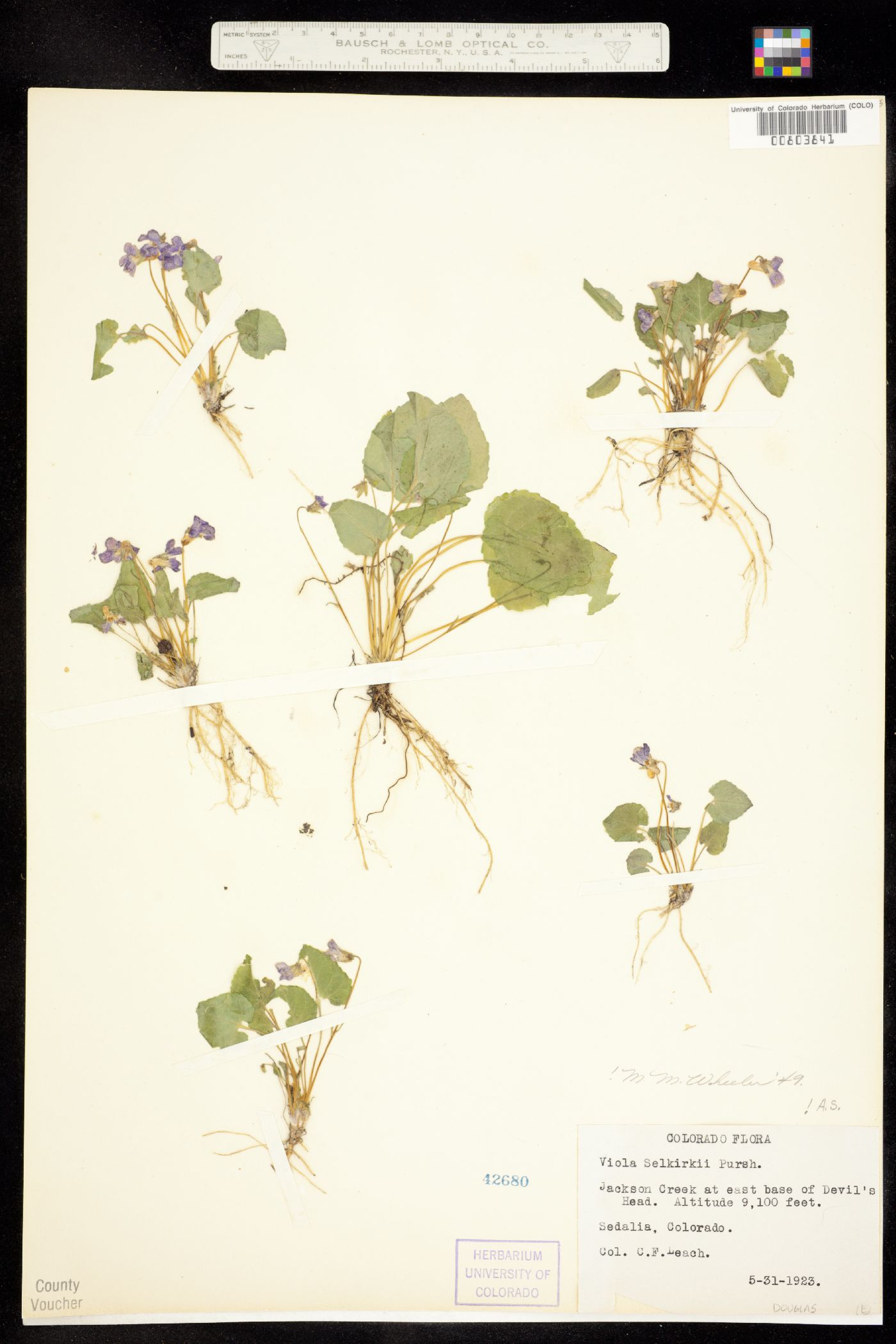 Viola selkirkii image