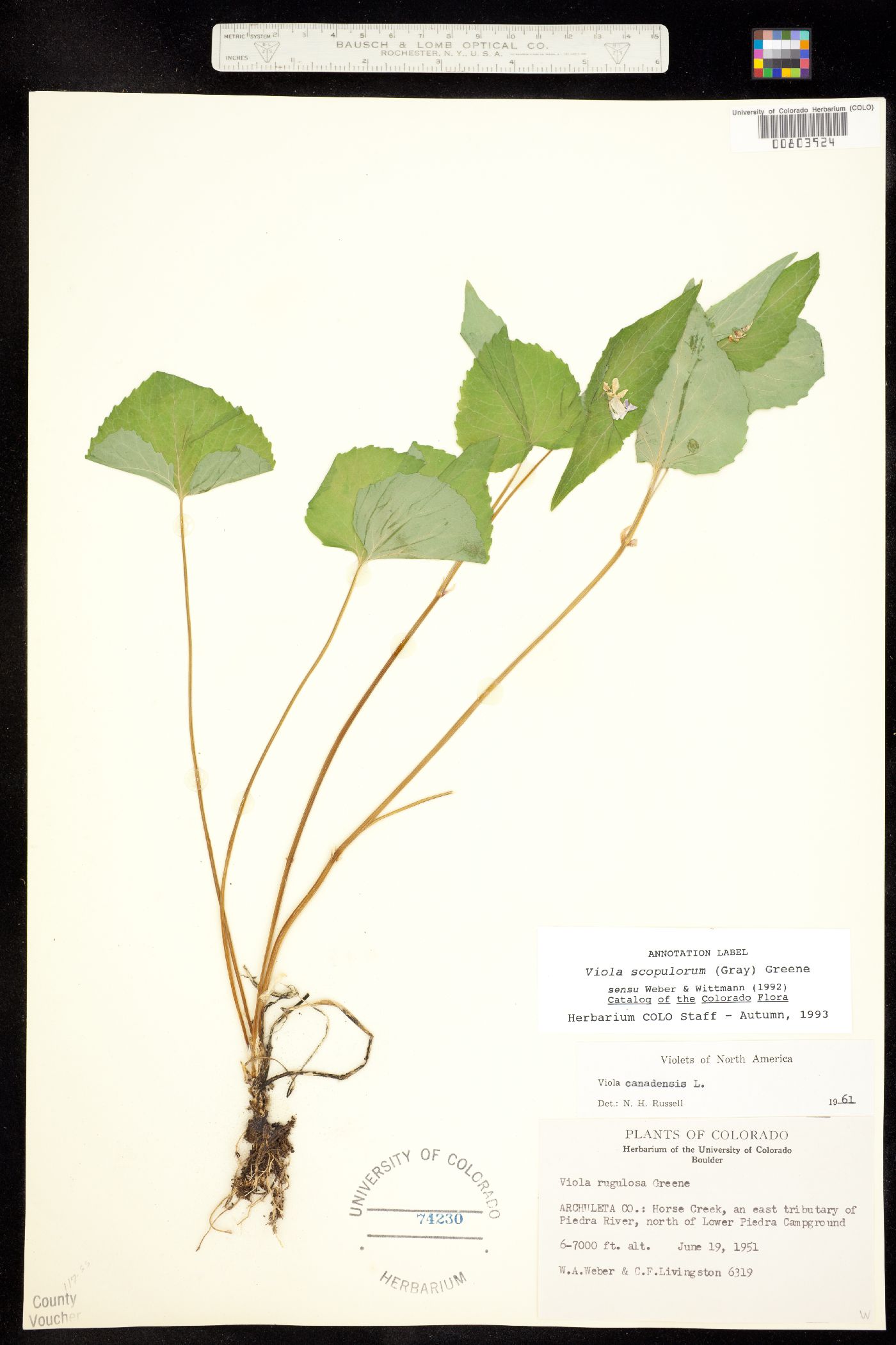 Viola scopulorum image