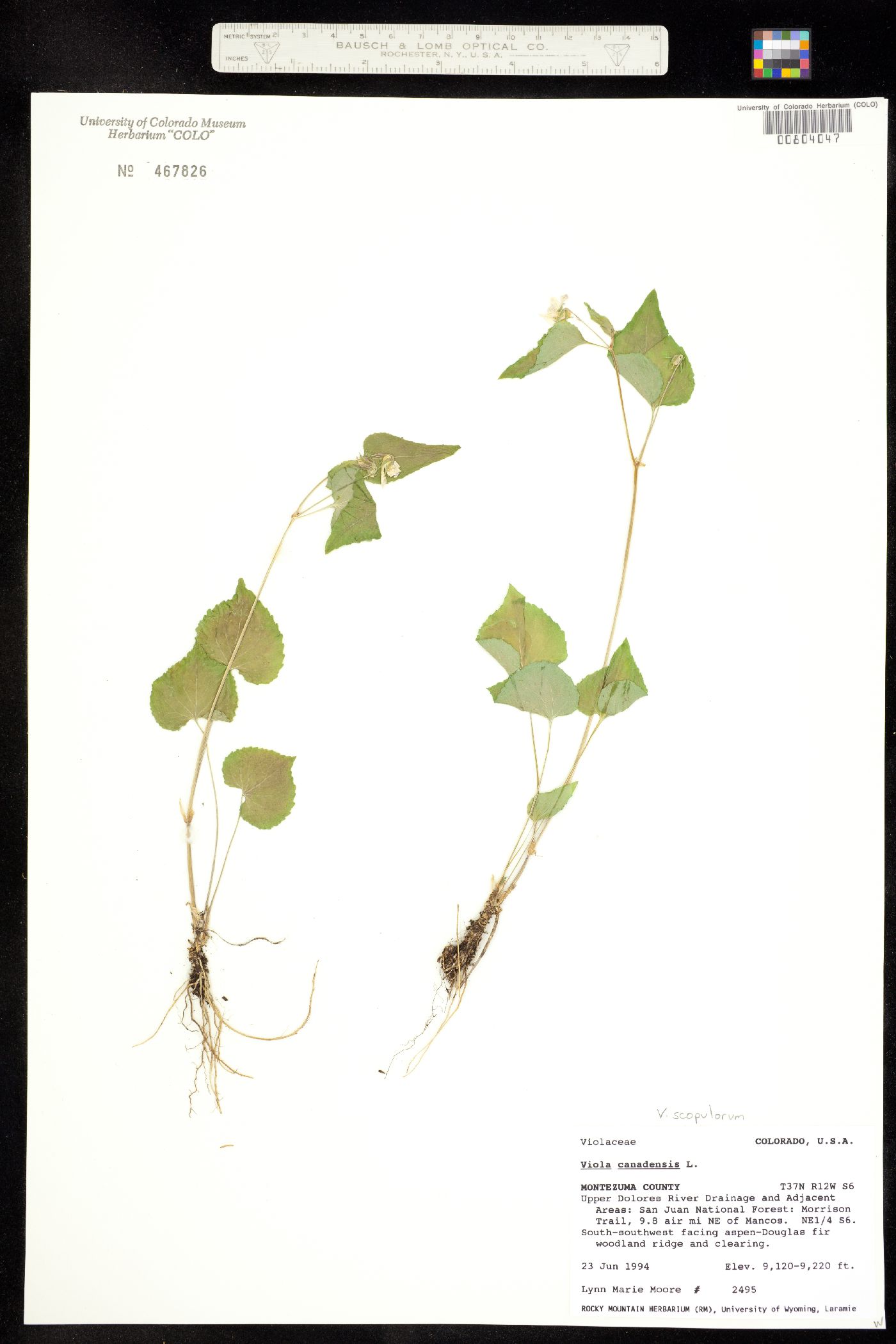 Viola scopulorum image