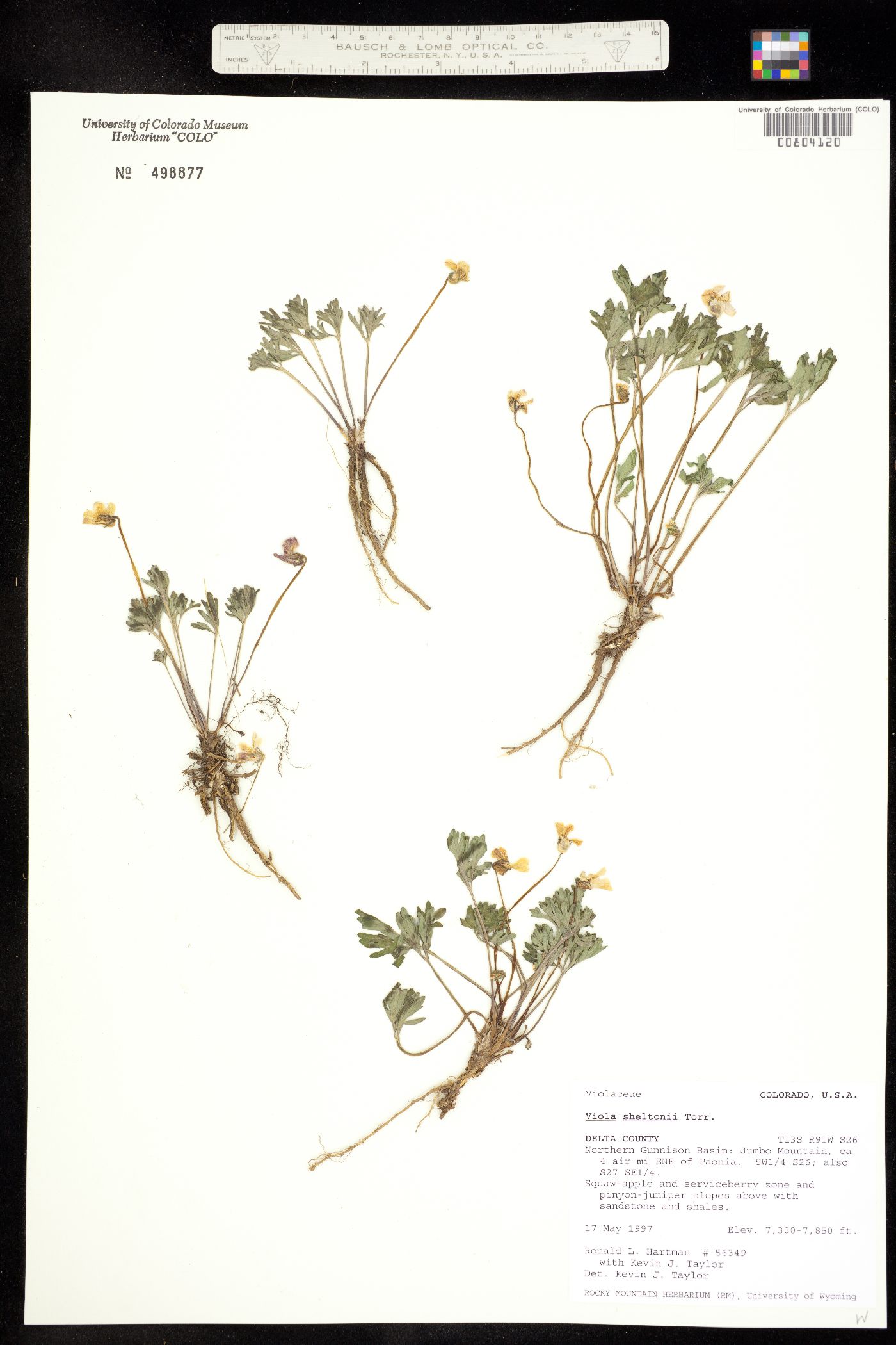 Viola sheltonii image