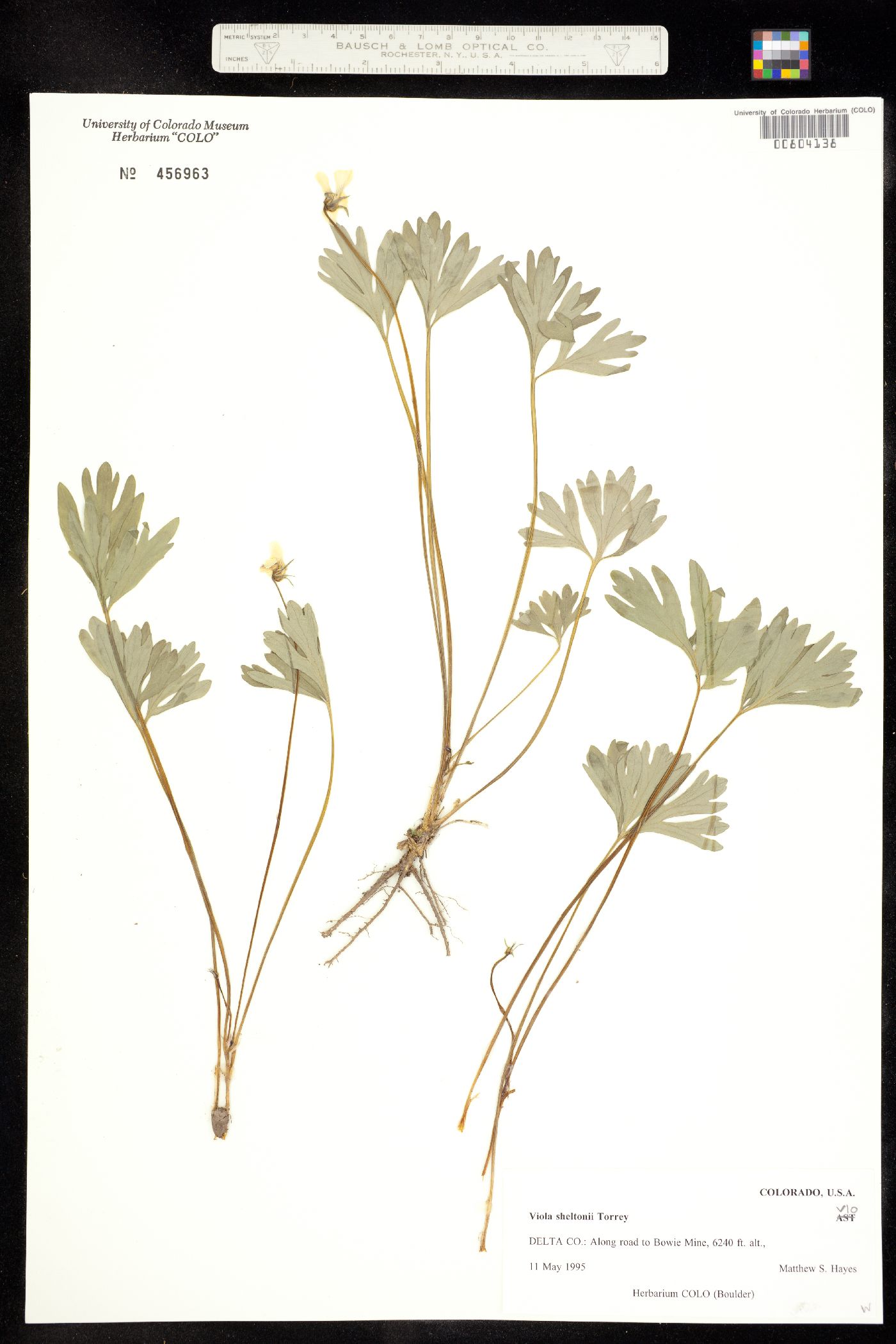 Viola sheltonii image