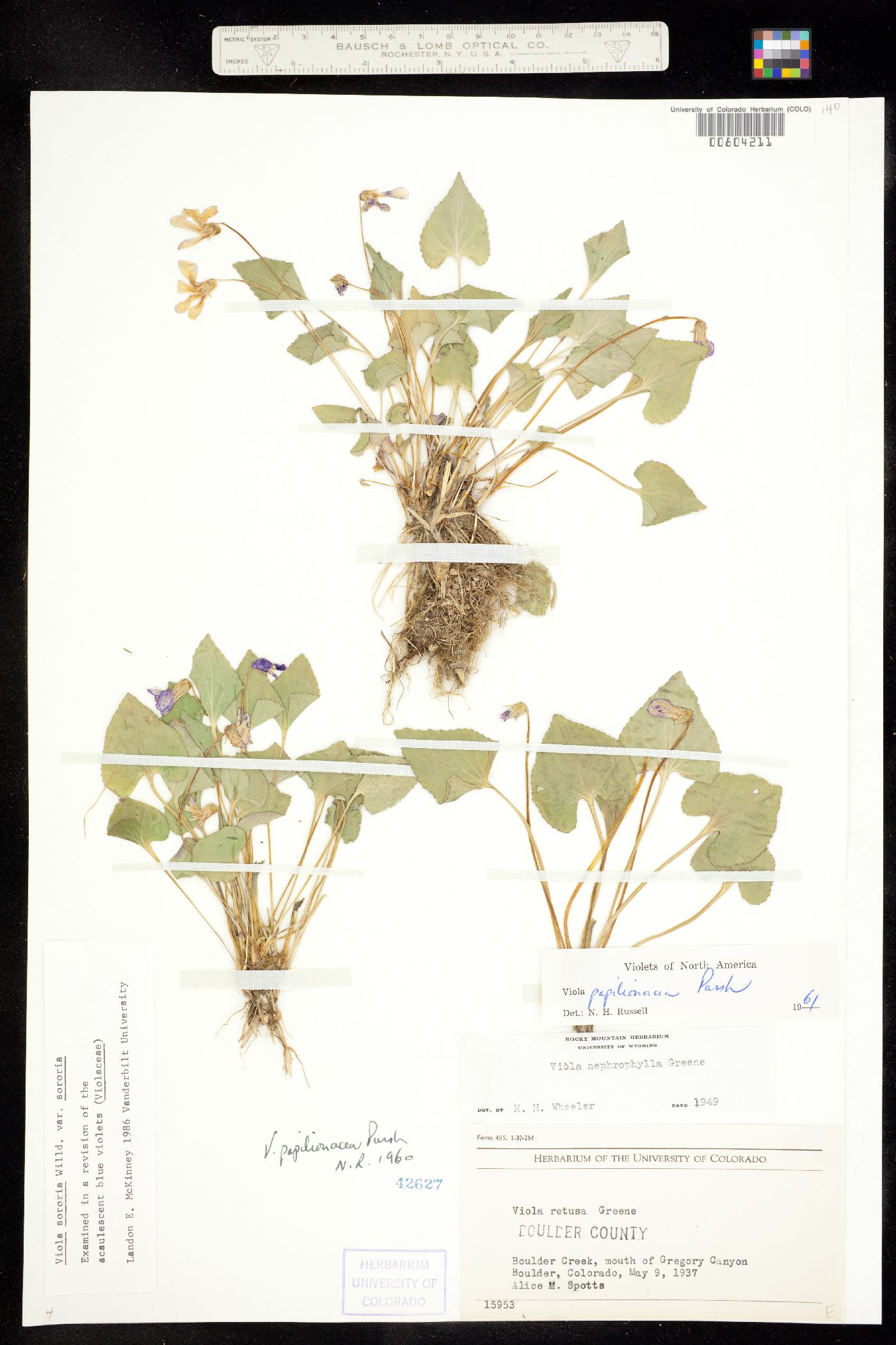 Viola sororia var. sororia image