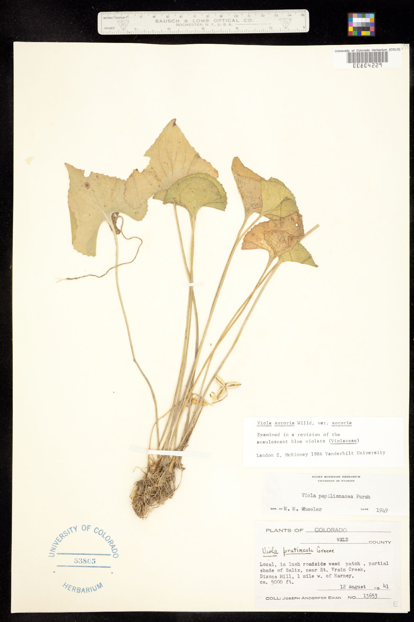 Viola sororia var. sororia image