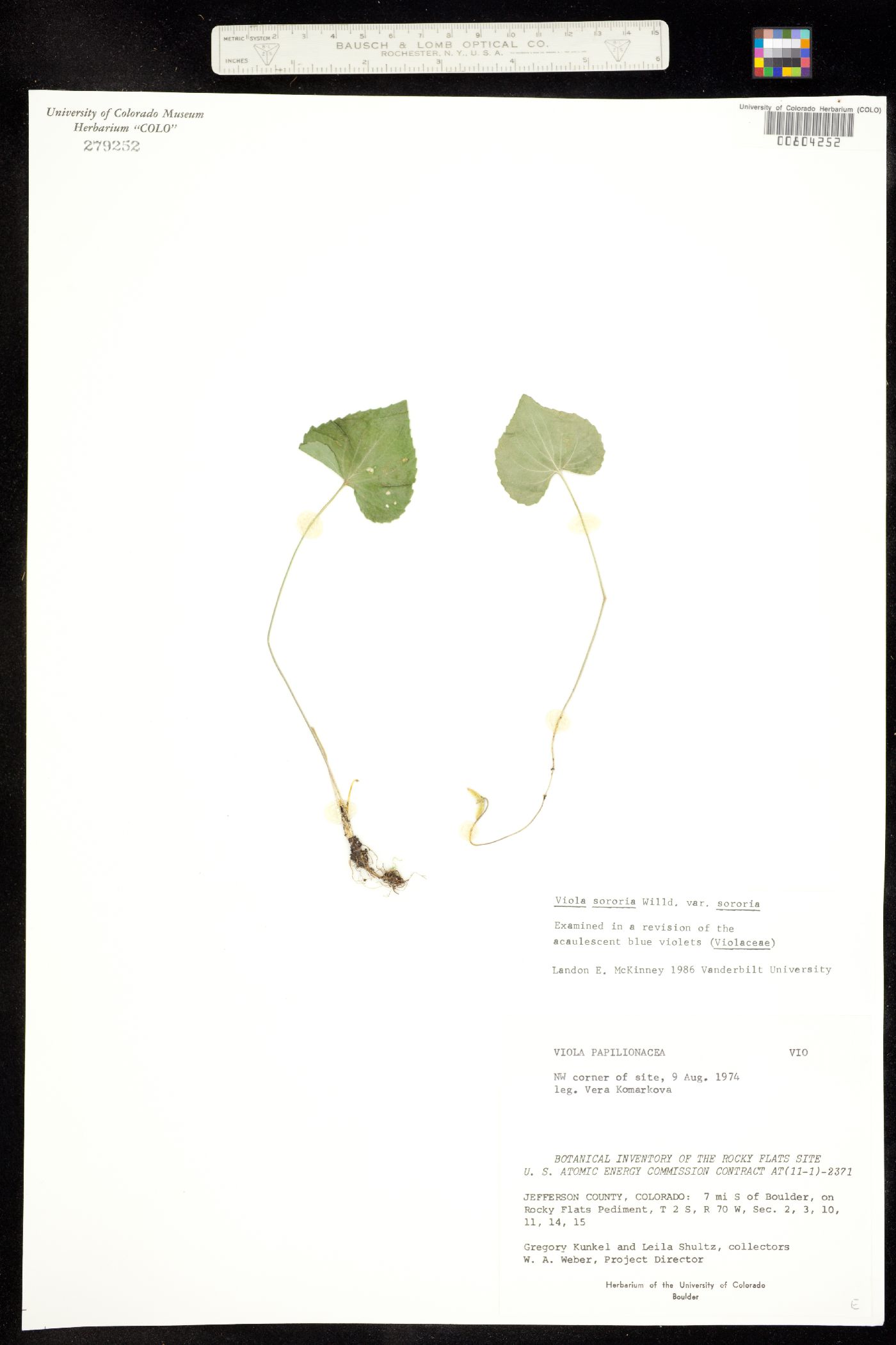 Viola sororia var. sororia image