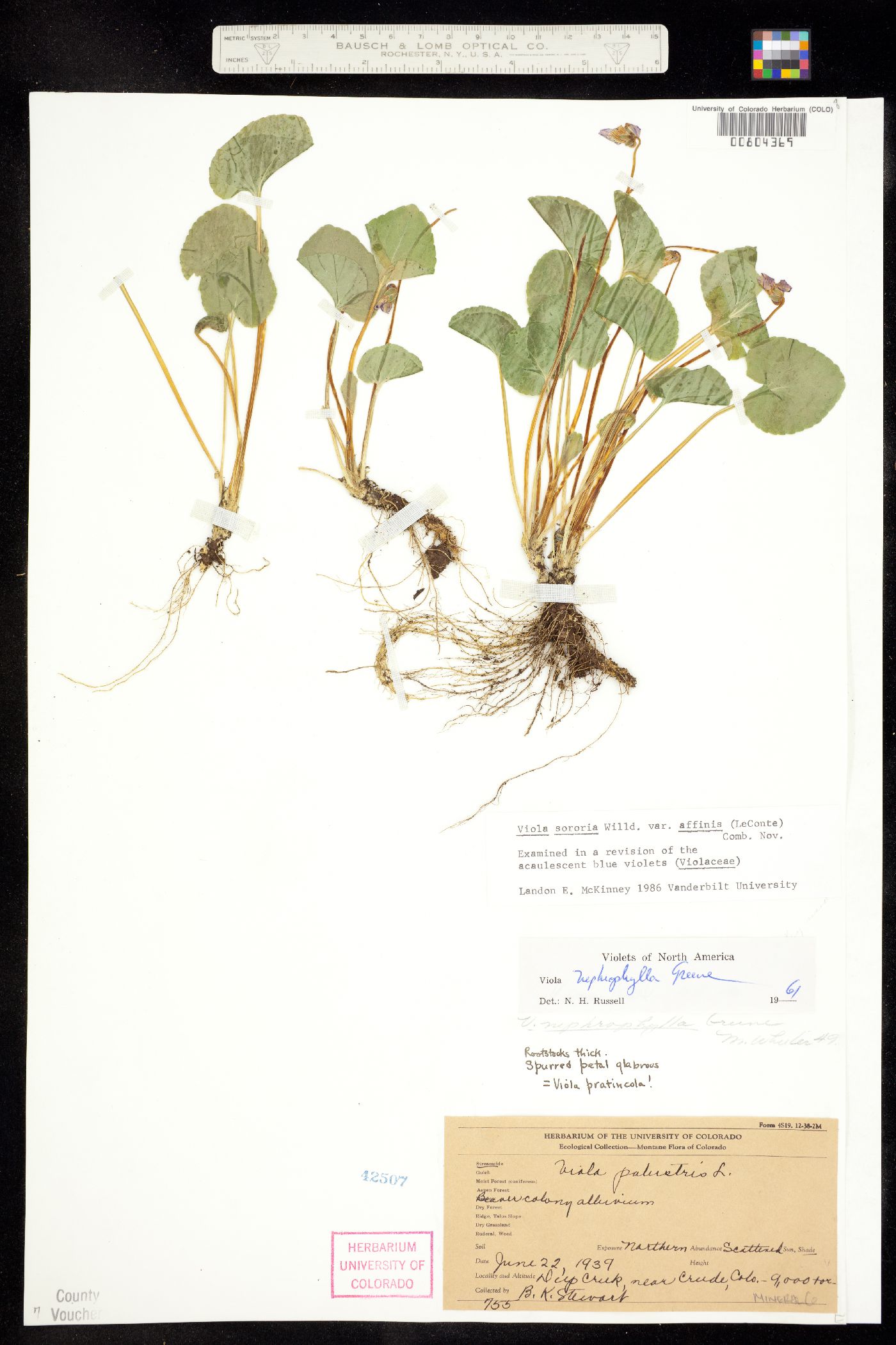 Viola sororia var. affinis image