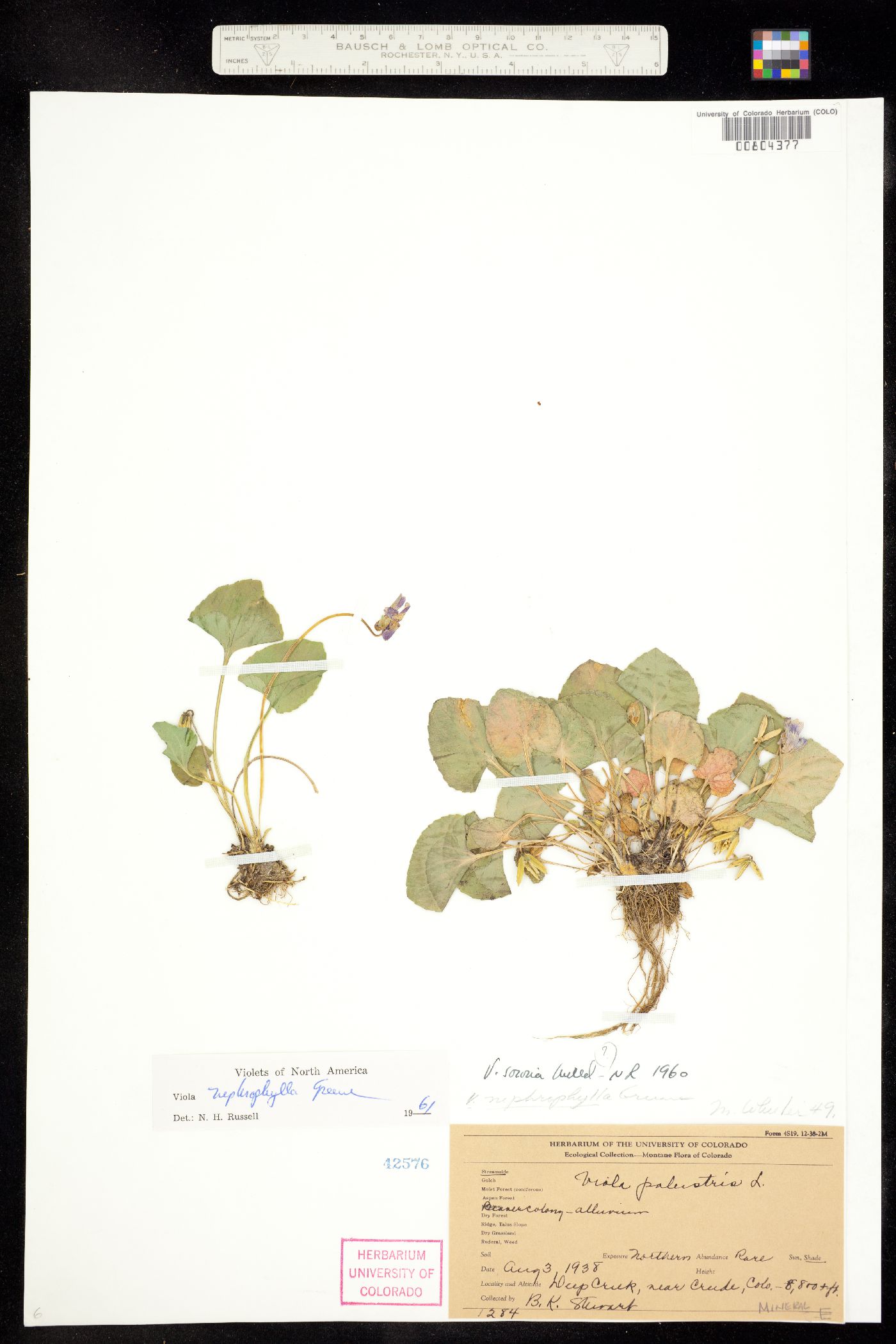 Viola sororia var. affinis image