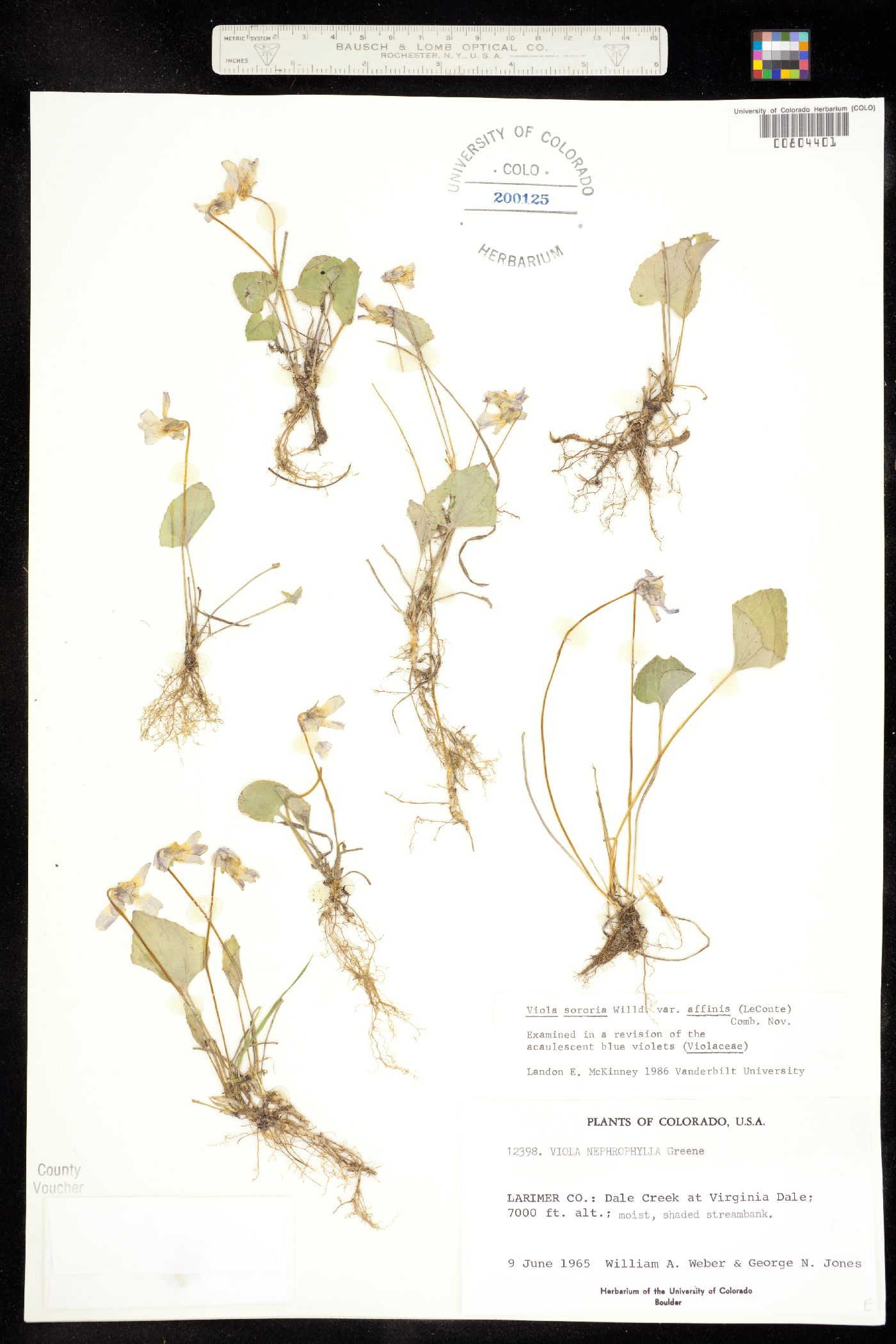 Viola sororia var. affinis image