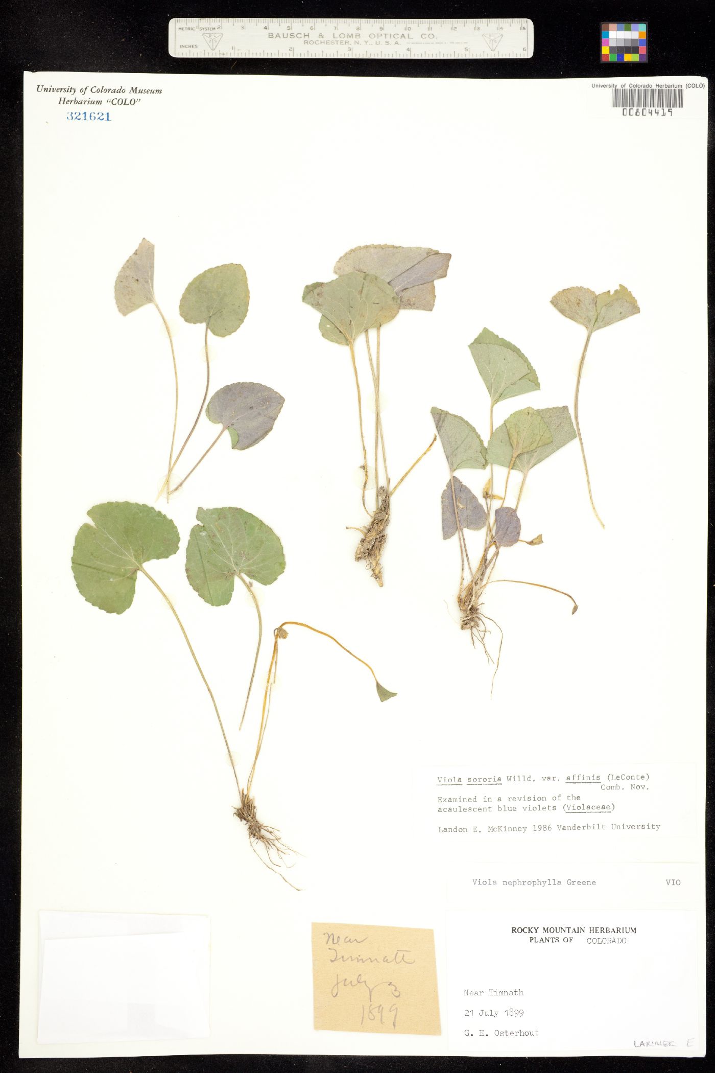 Viola sororia var. affinis image