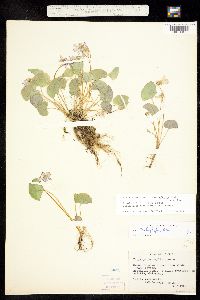Viola sororia var. affinis image