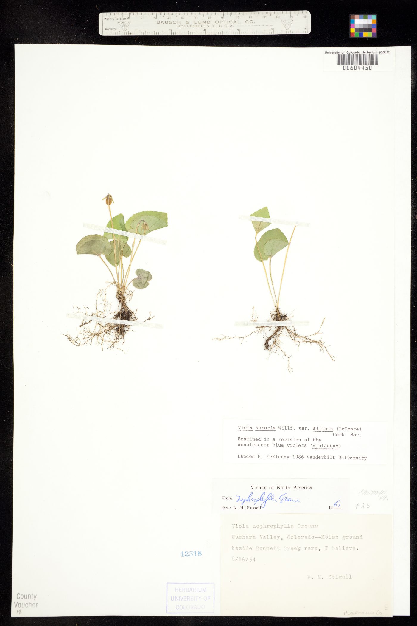 Viola sororia var. affinis image