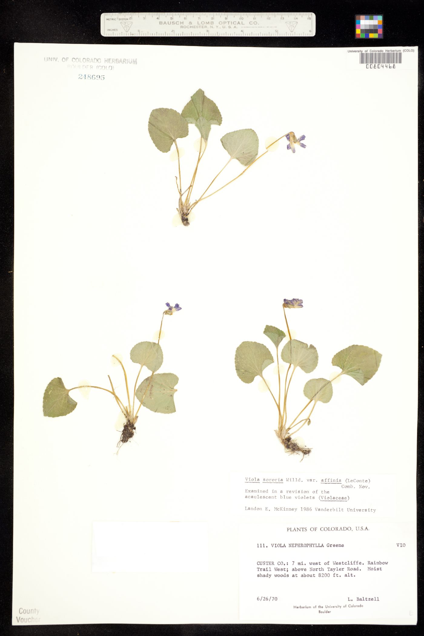 Viola sororia var. affinis image