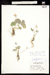 Viola sororia var. affinis image