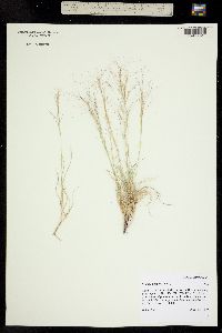 Aristida purpurea image