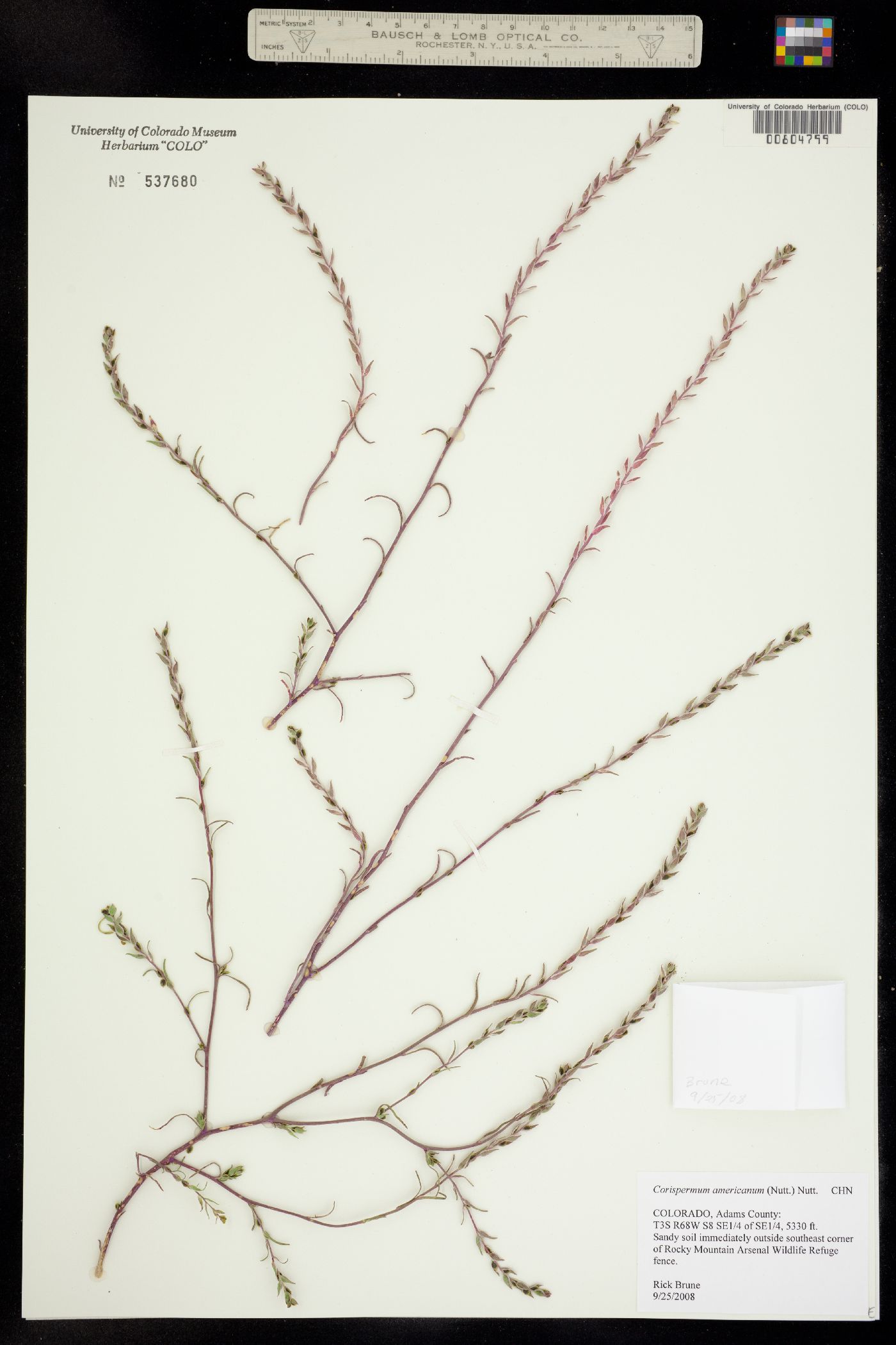 Corispermum americanum image
