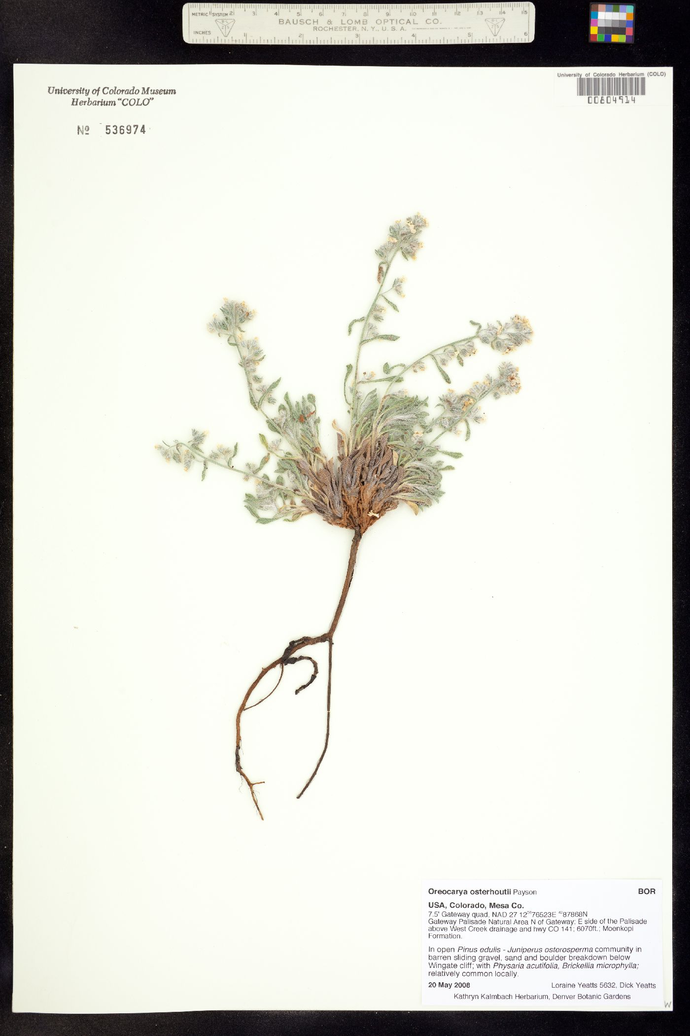 Cryptantha osterhoutii image