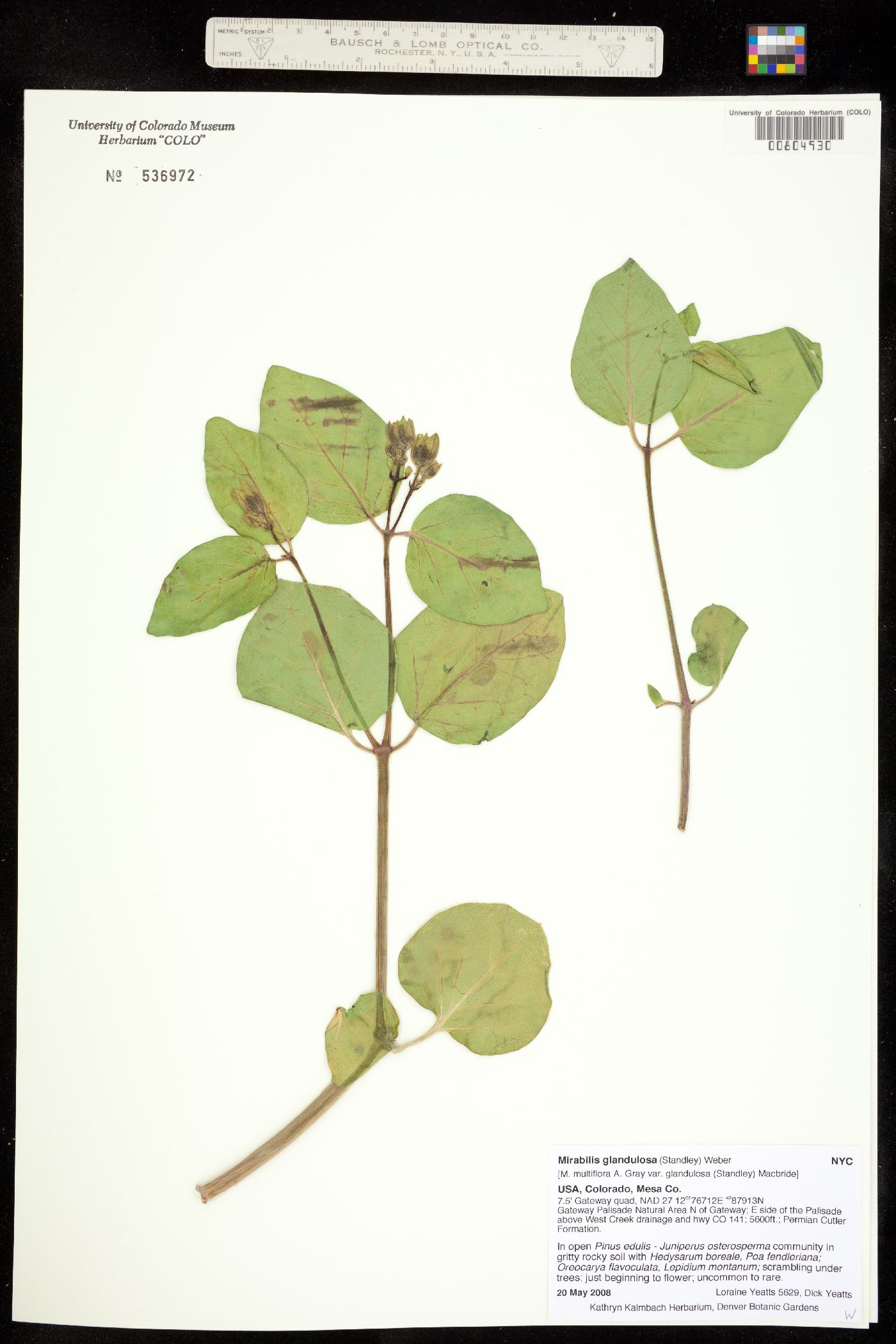 Mirabilis multiflora image