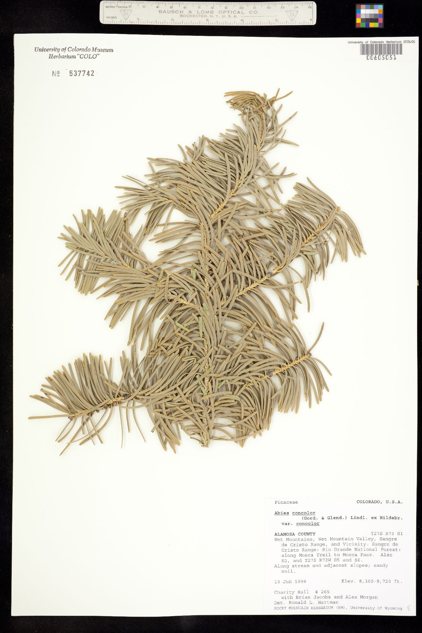 Abies concolor image