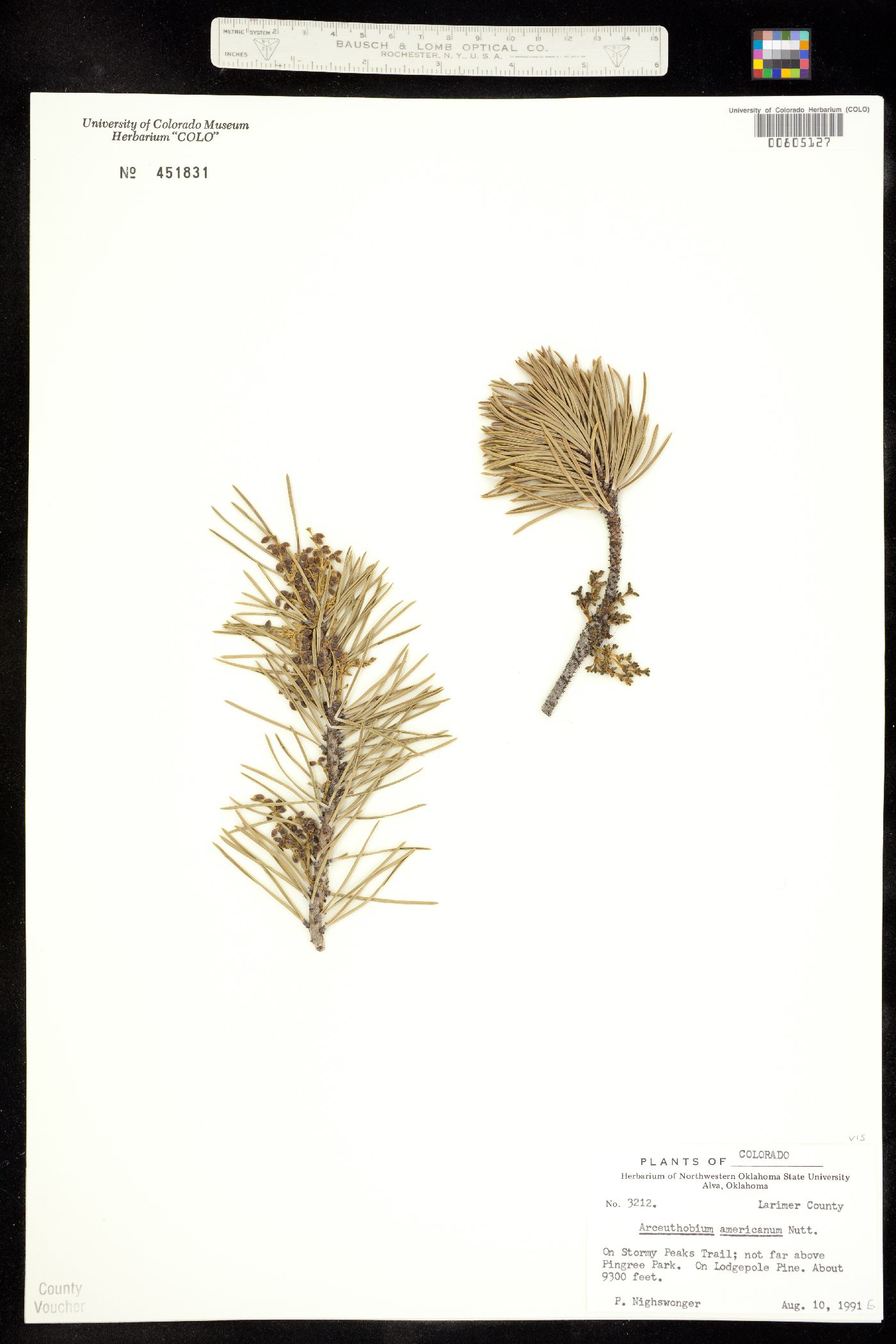 Arceuthobium image