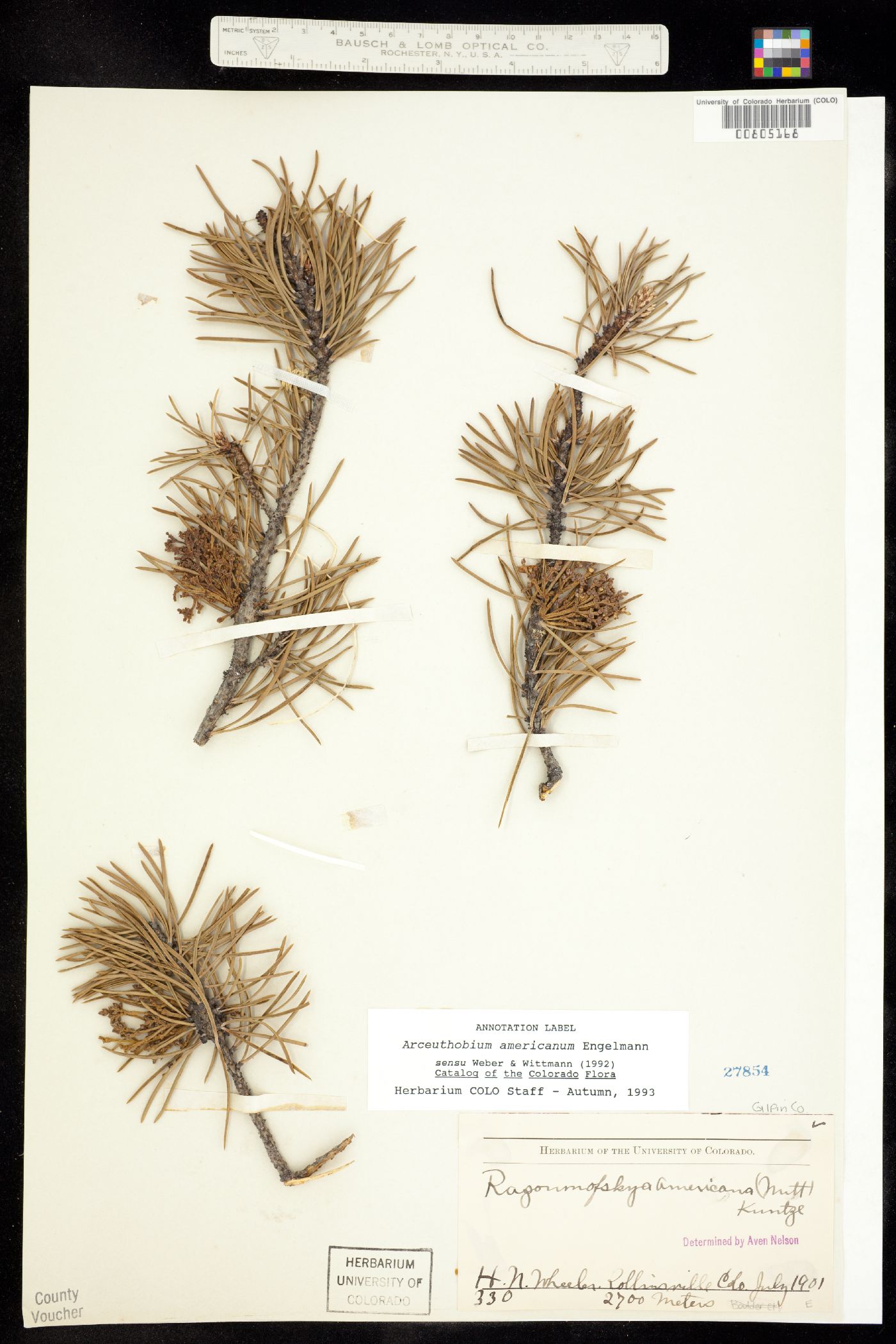 Arceuthobium image