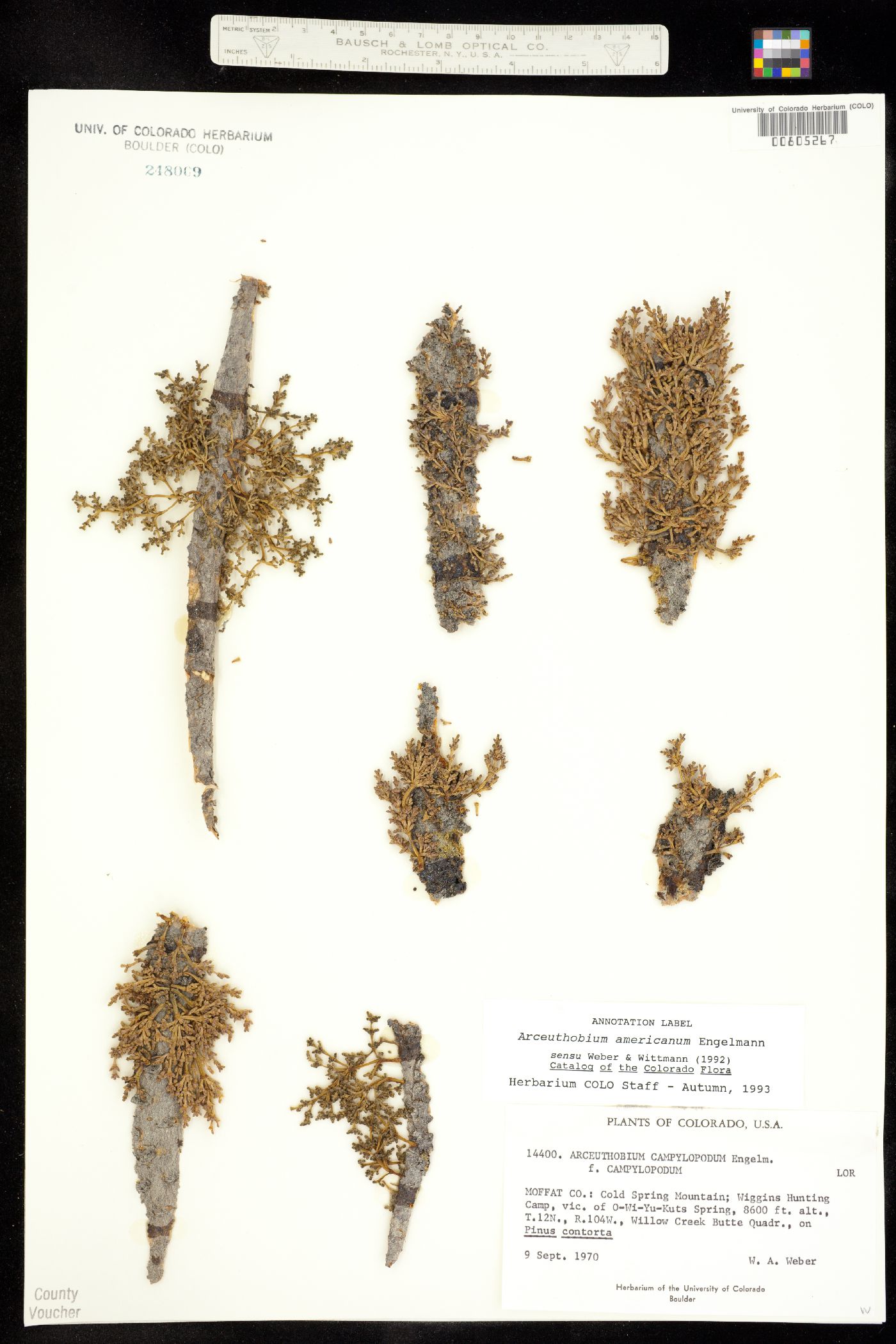 Arceuthobium image