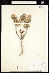 Arceuthobium divaricatum image