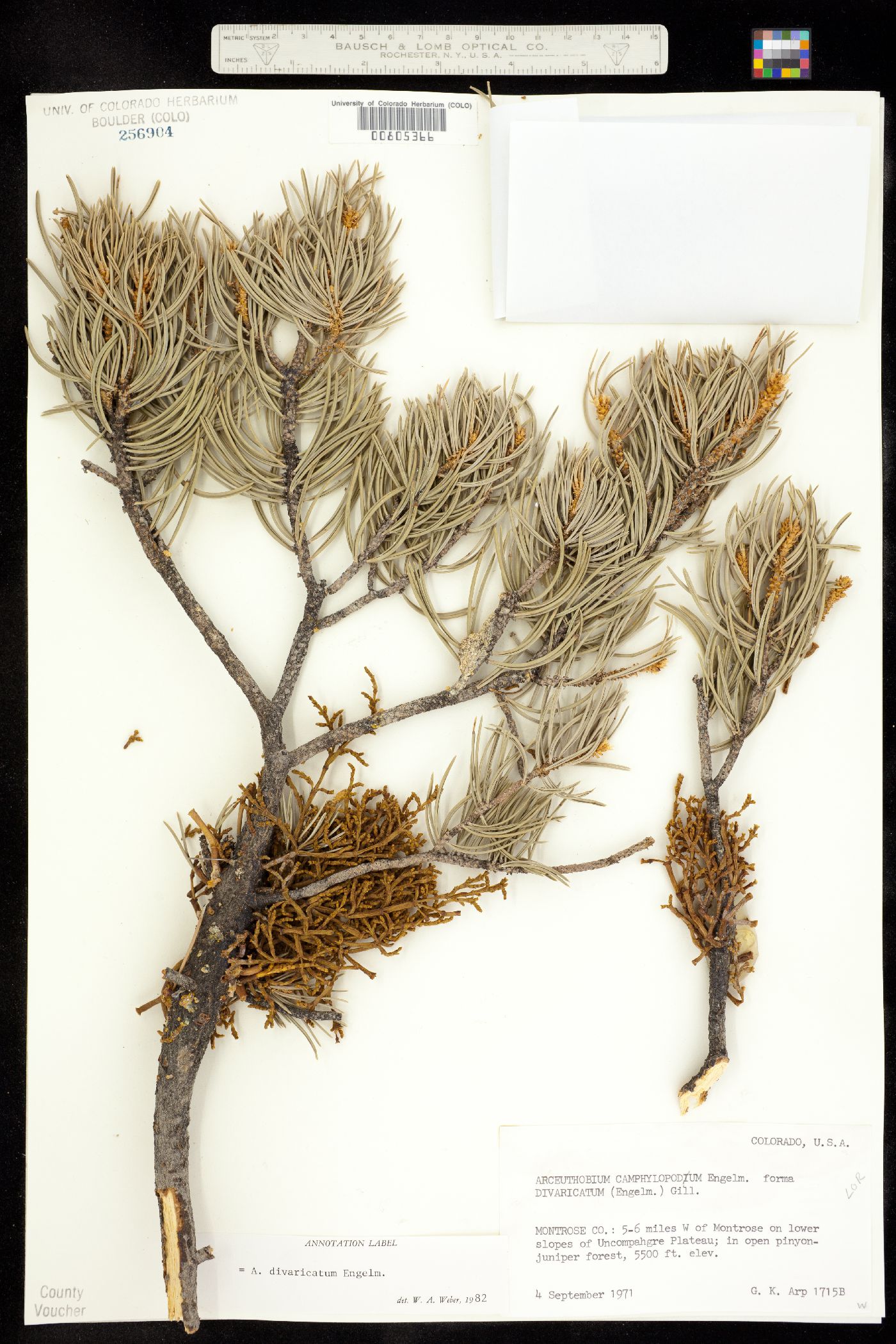 Arceuthobium divaricatum image