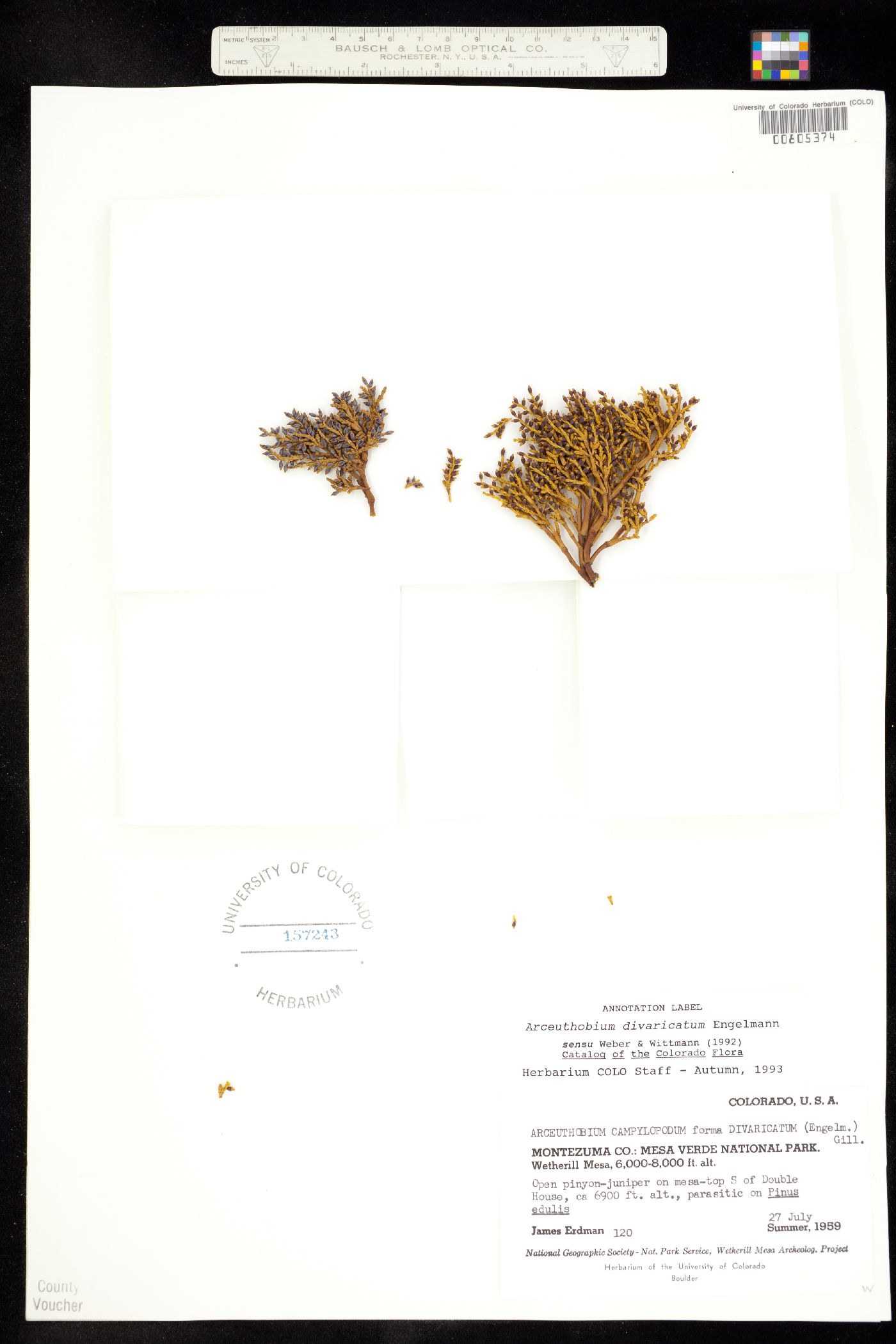 Arceuthobium divaricatum image