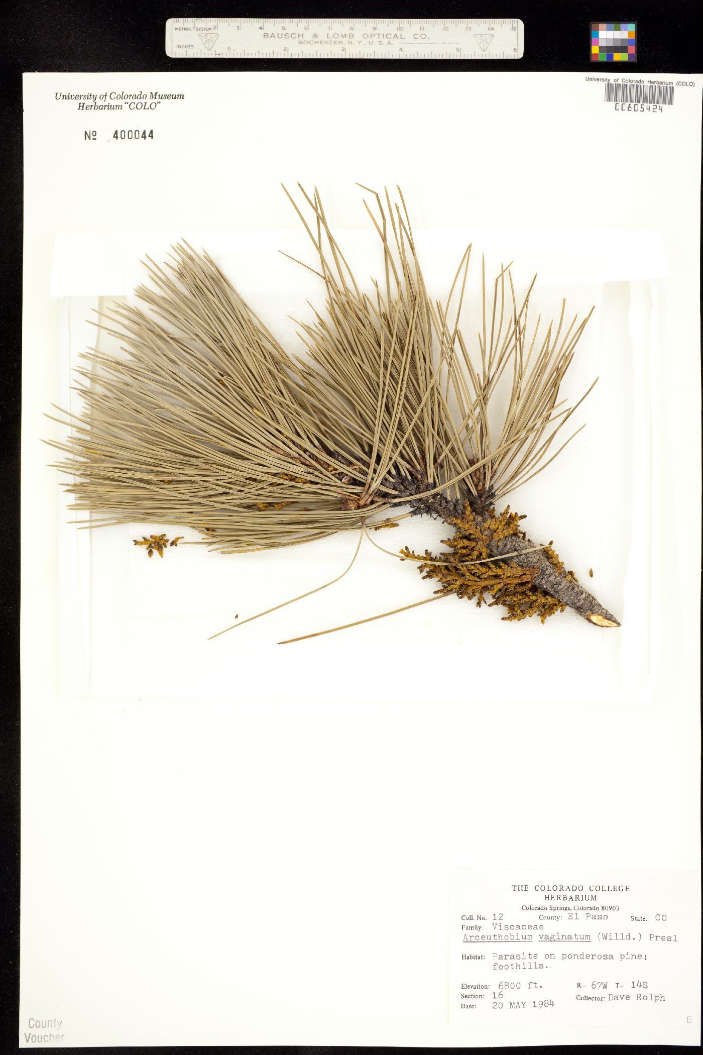Arceuthobium vaginatum ssp. cryptopodum image