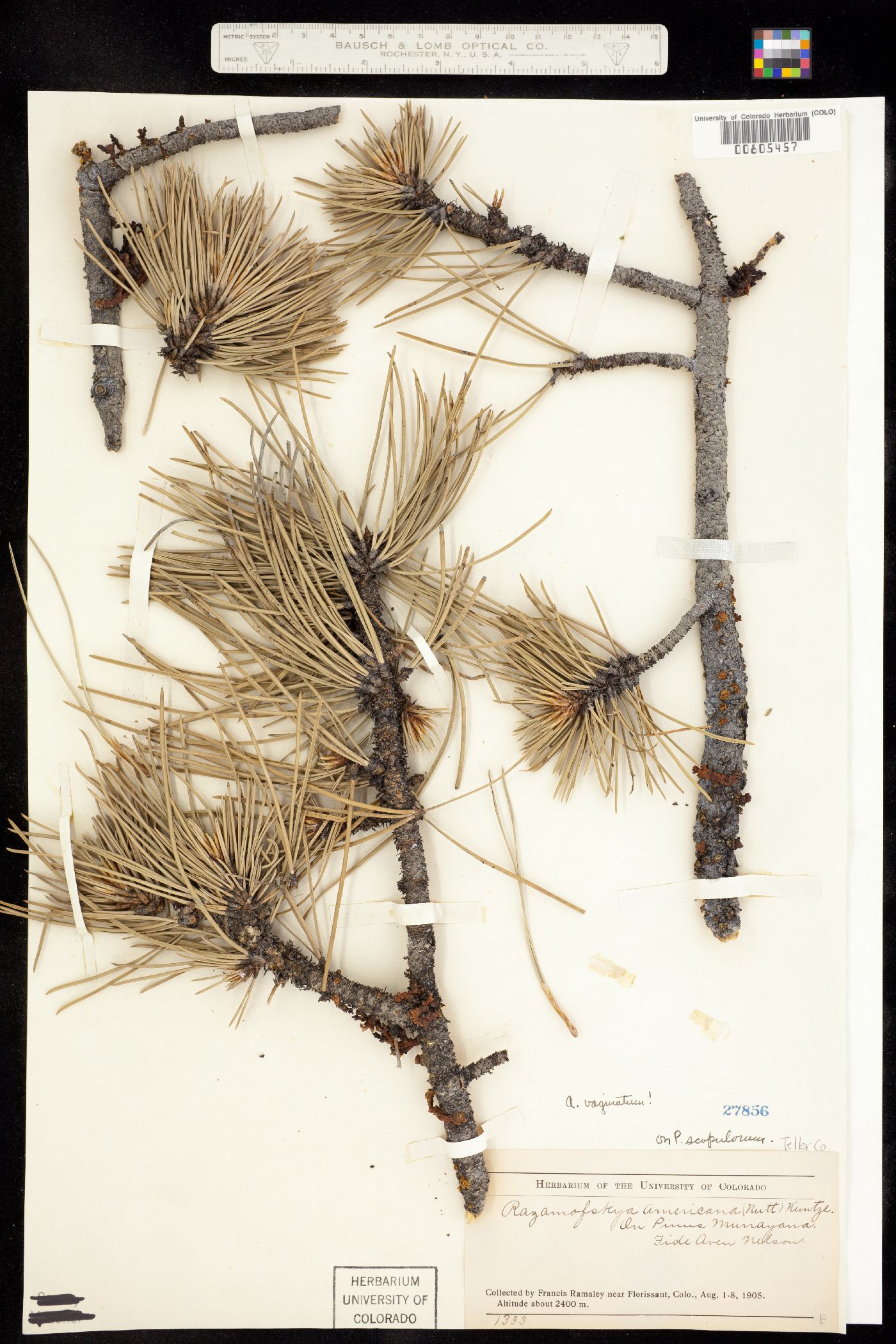Arceuthobium vaginatum ssp. cryptopodum image