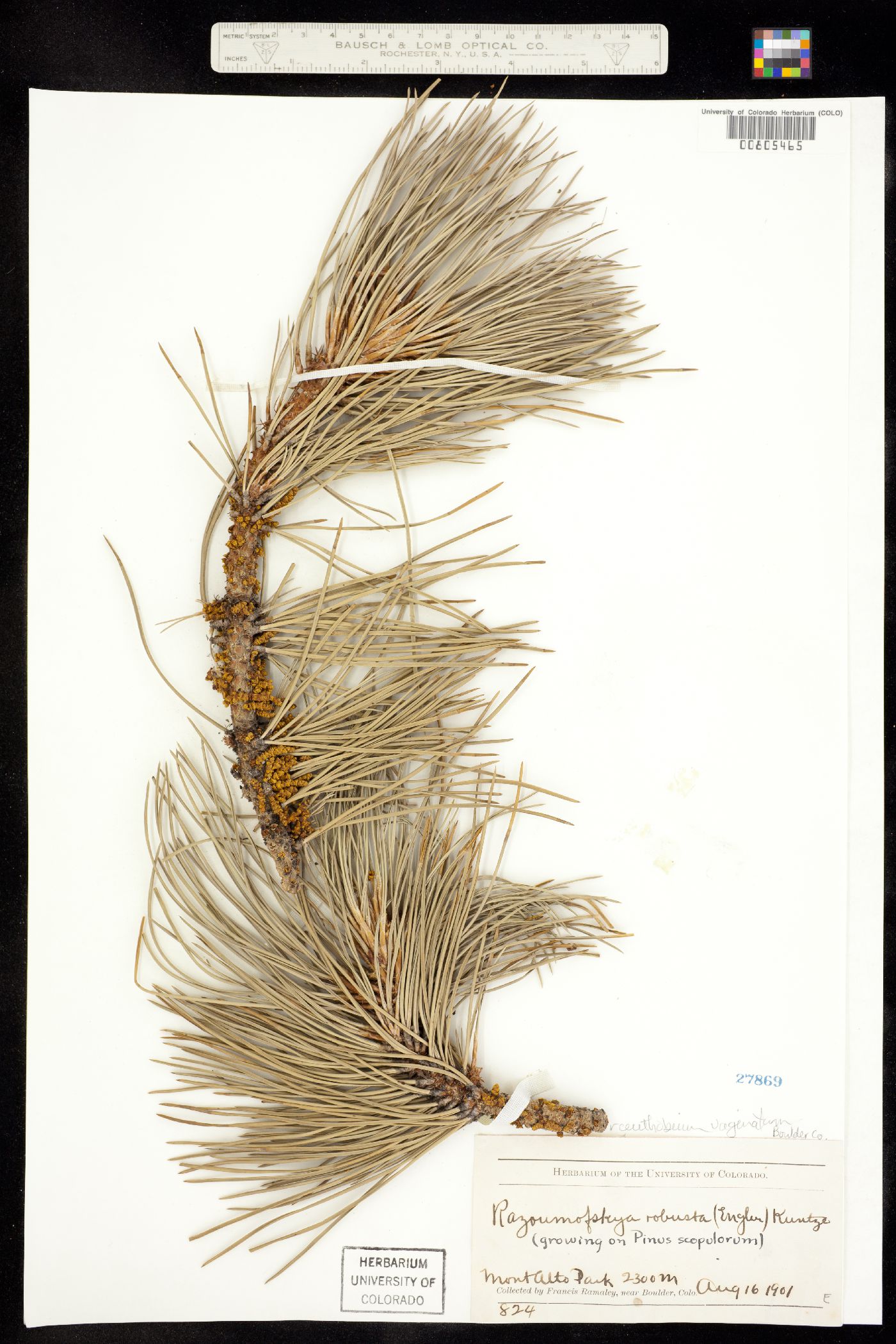 Arceuthobium vaginatum ssp. cryptopodum image