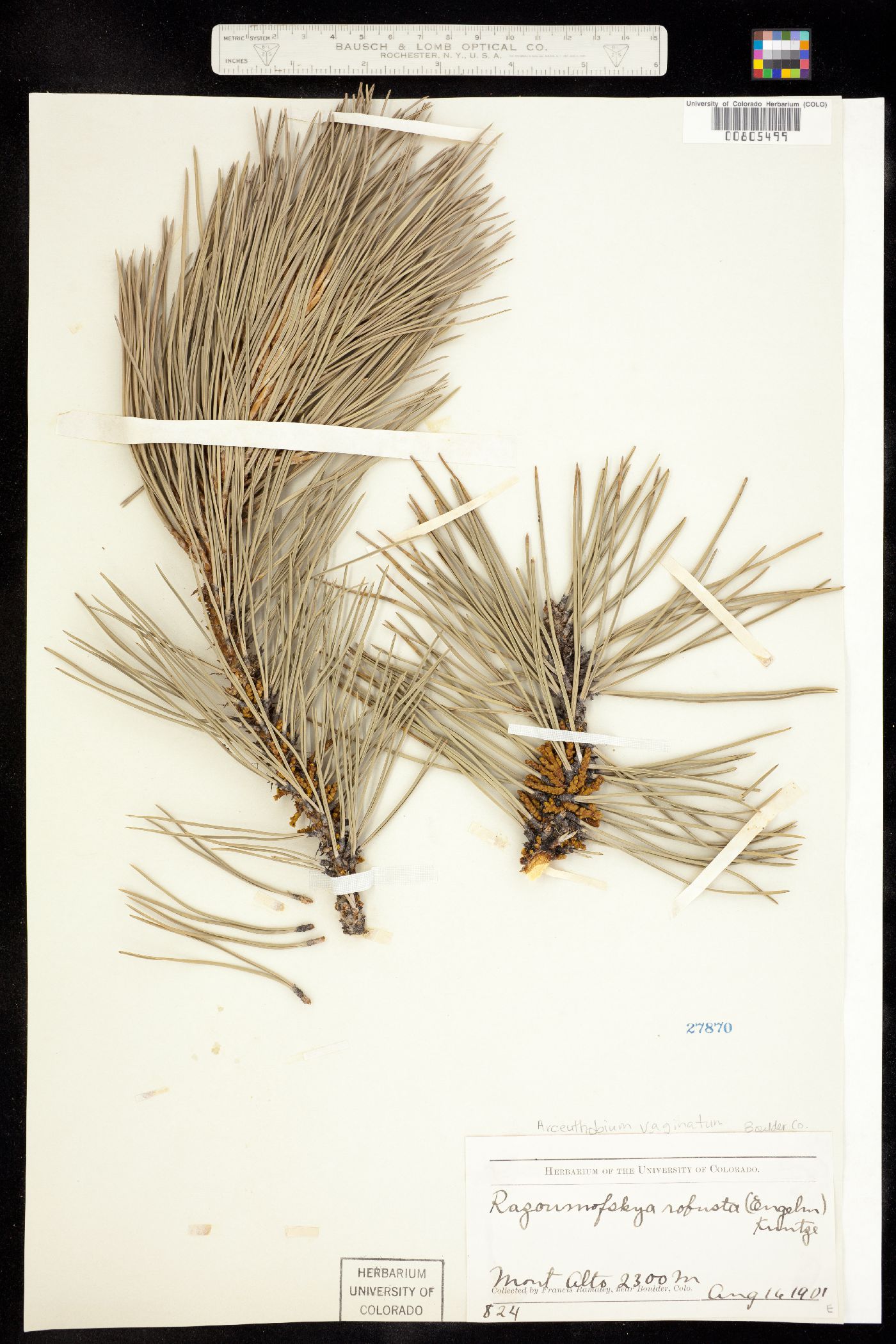 Arceuthobium vaginatum ssp. cryptopodum image