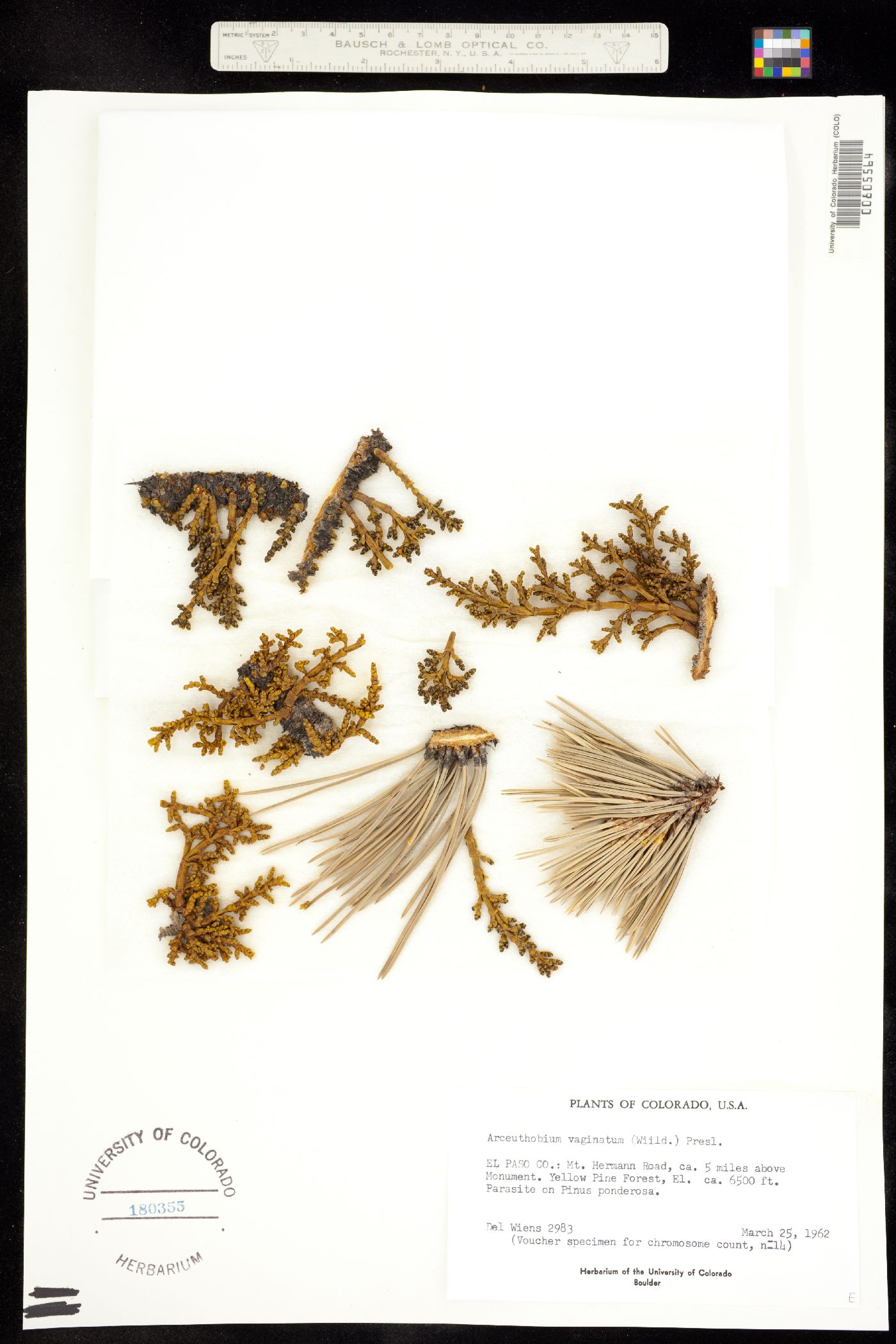 Arceuthobium vaginatum ssp. cryptopodum image