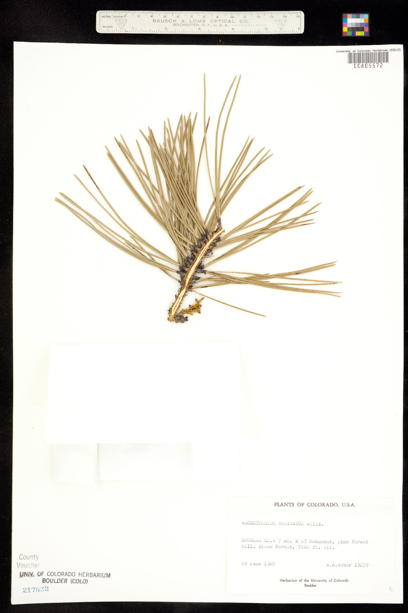 Arceuthobium vaginatum ssp. cryptopodum image