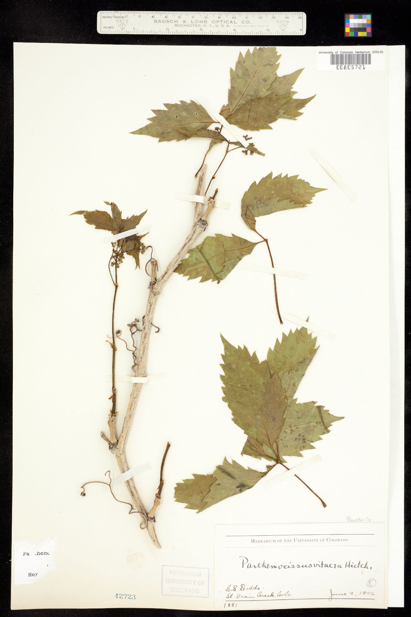 Parthenocissus vitacea image