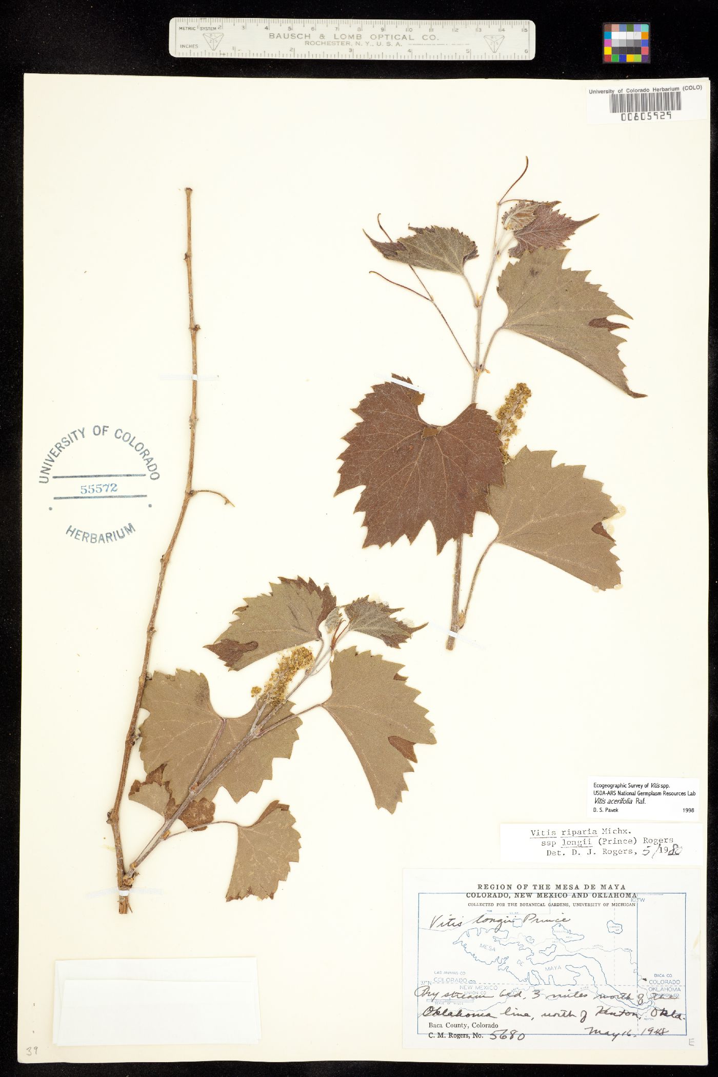 Vitis acerifolia image