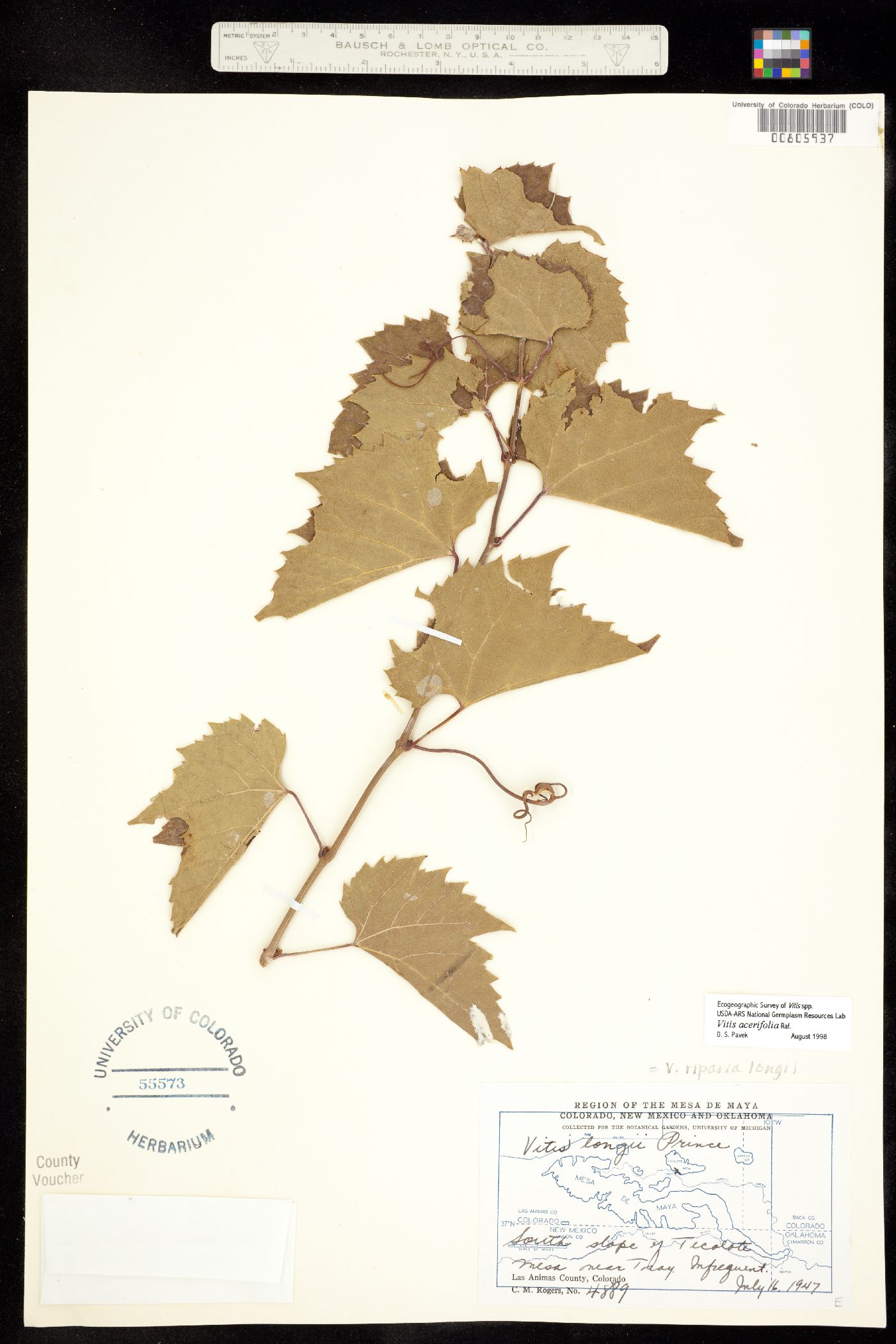 Vitis acerifolia image