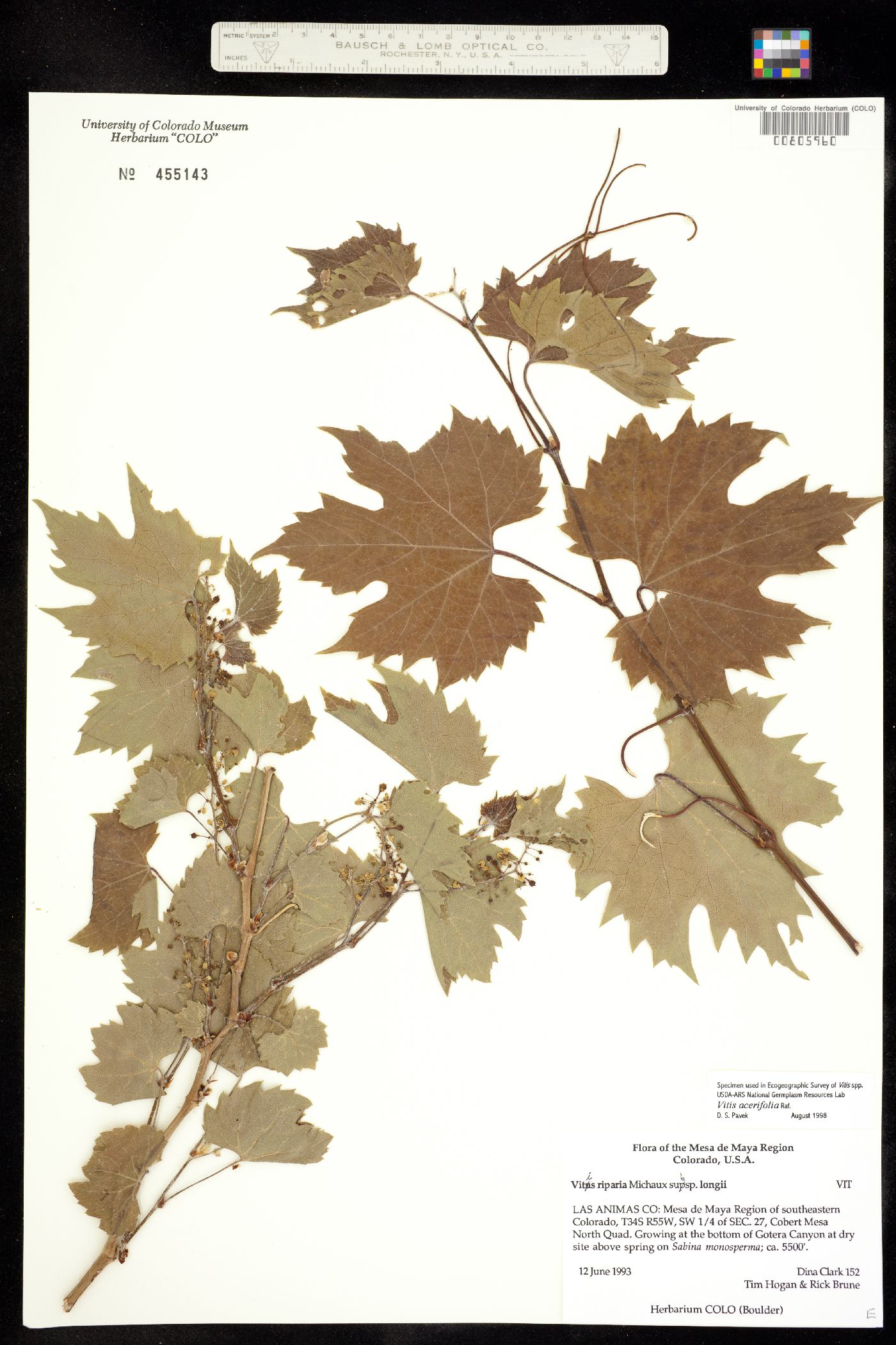 Vitis acerifolia image