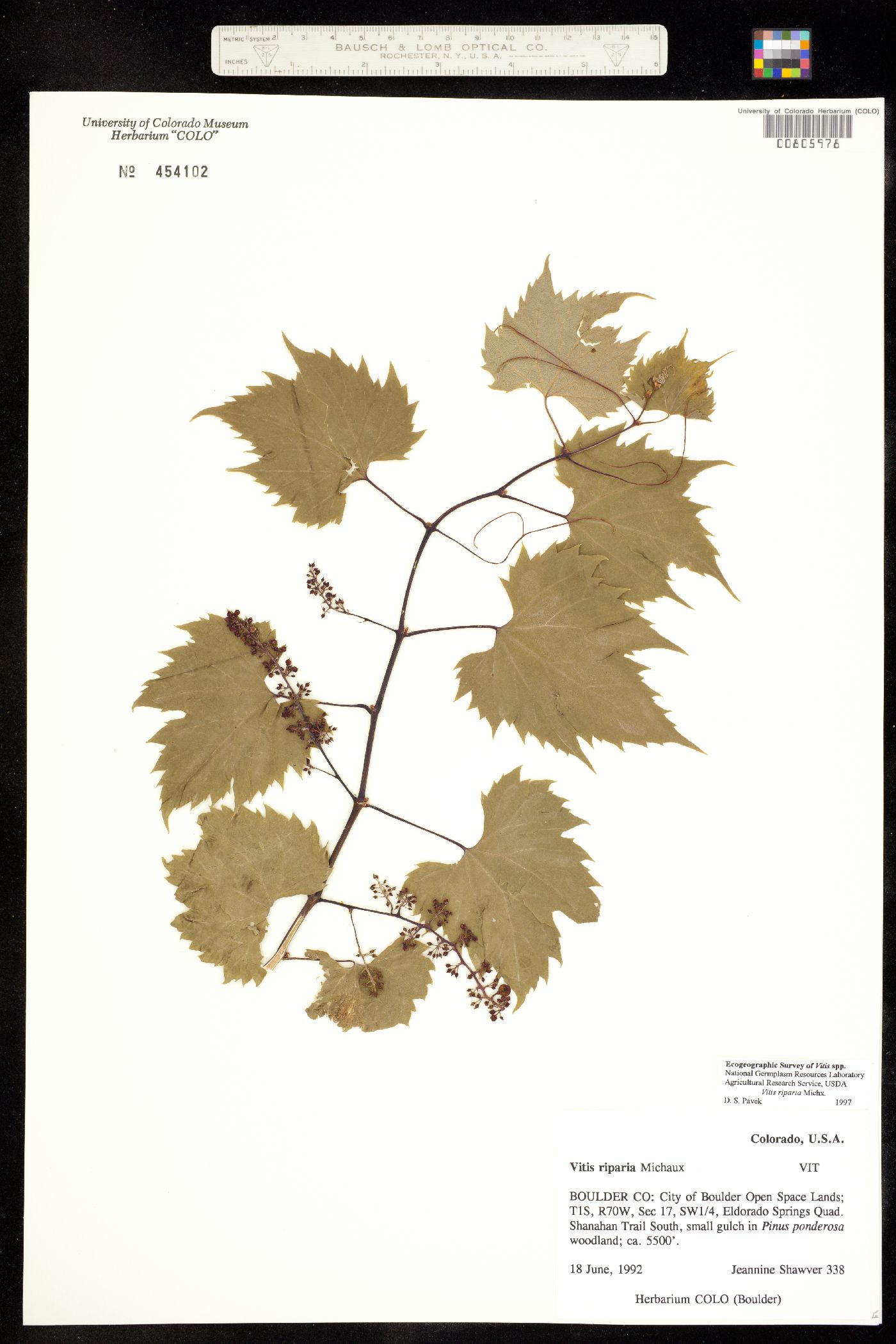 Vitis riparia ssp riparia image