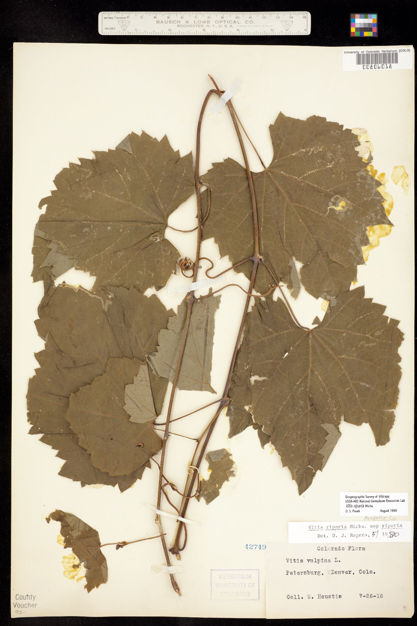 Vitis riparia ssp riparia image
