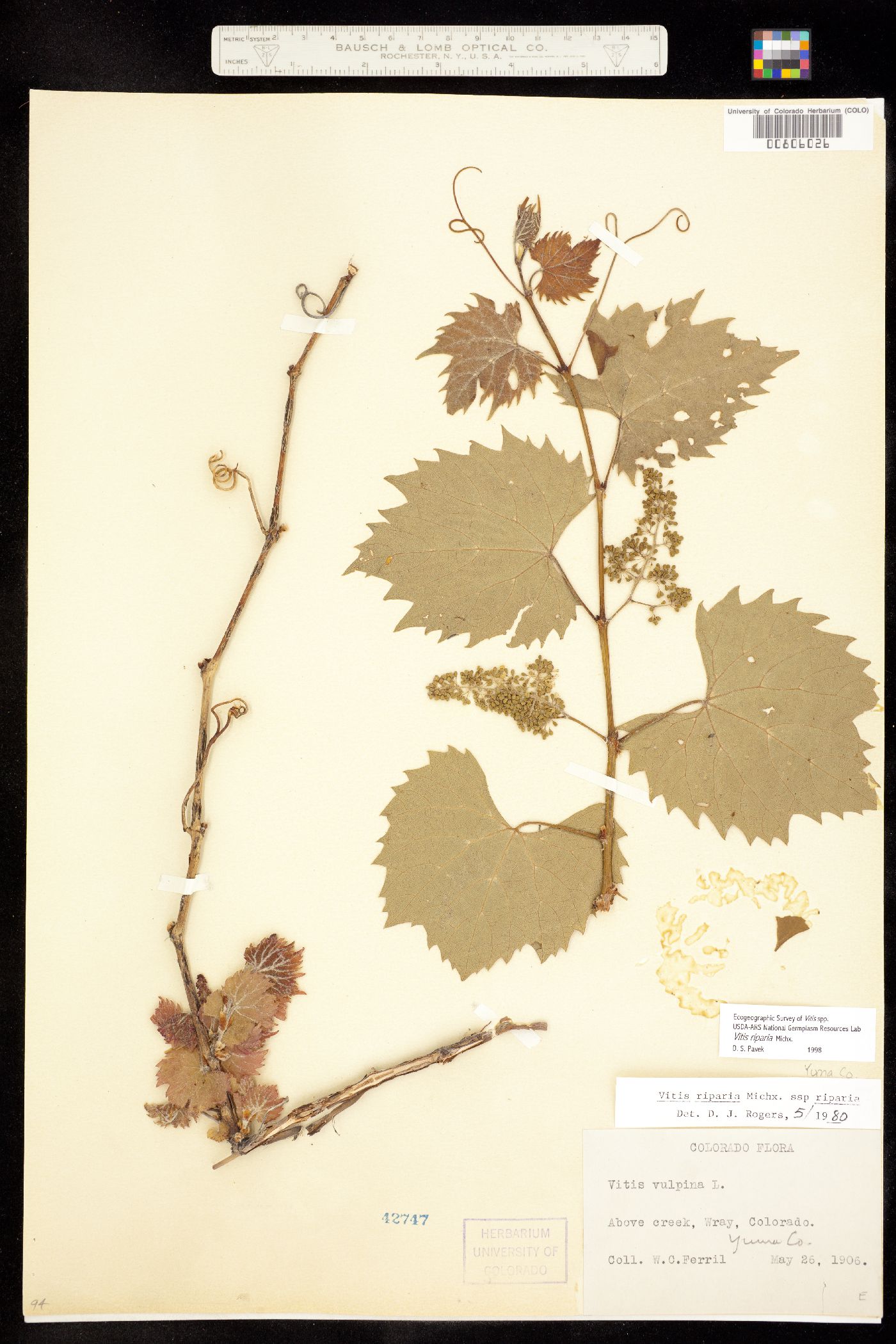 Vitis riparia ssp riparia image