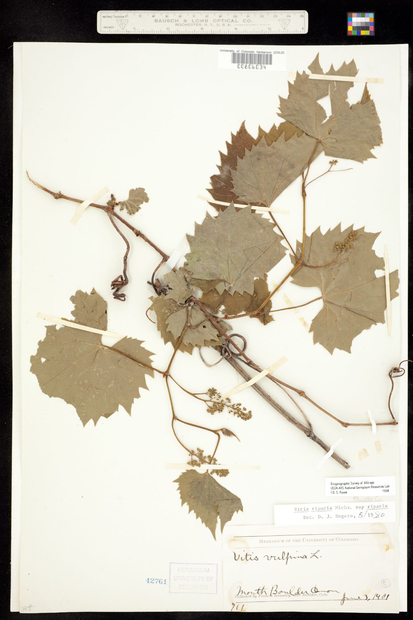 Vitis riparia ssp riparia image