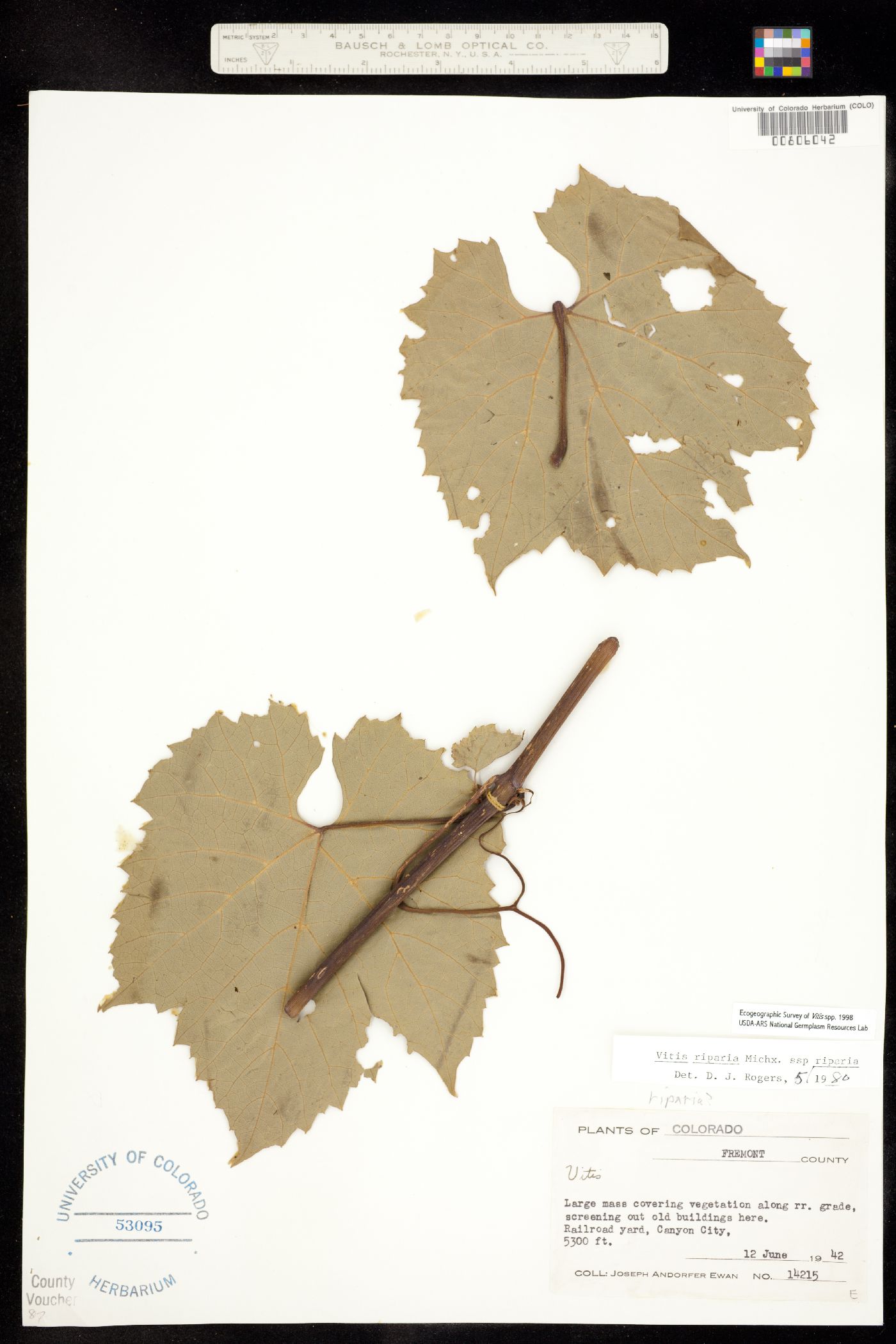 Vitis riparia ssp riparia image