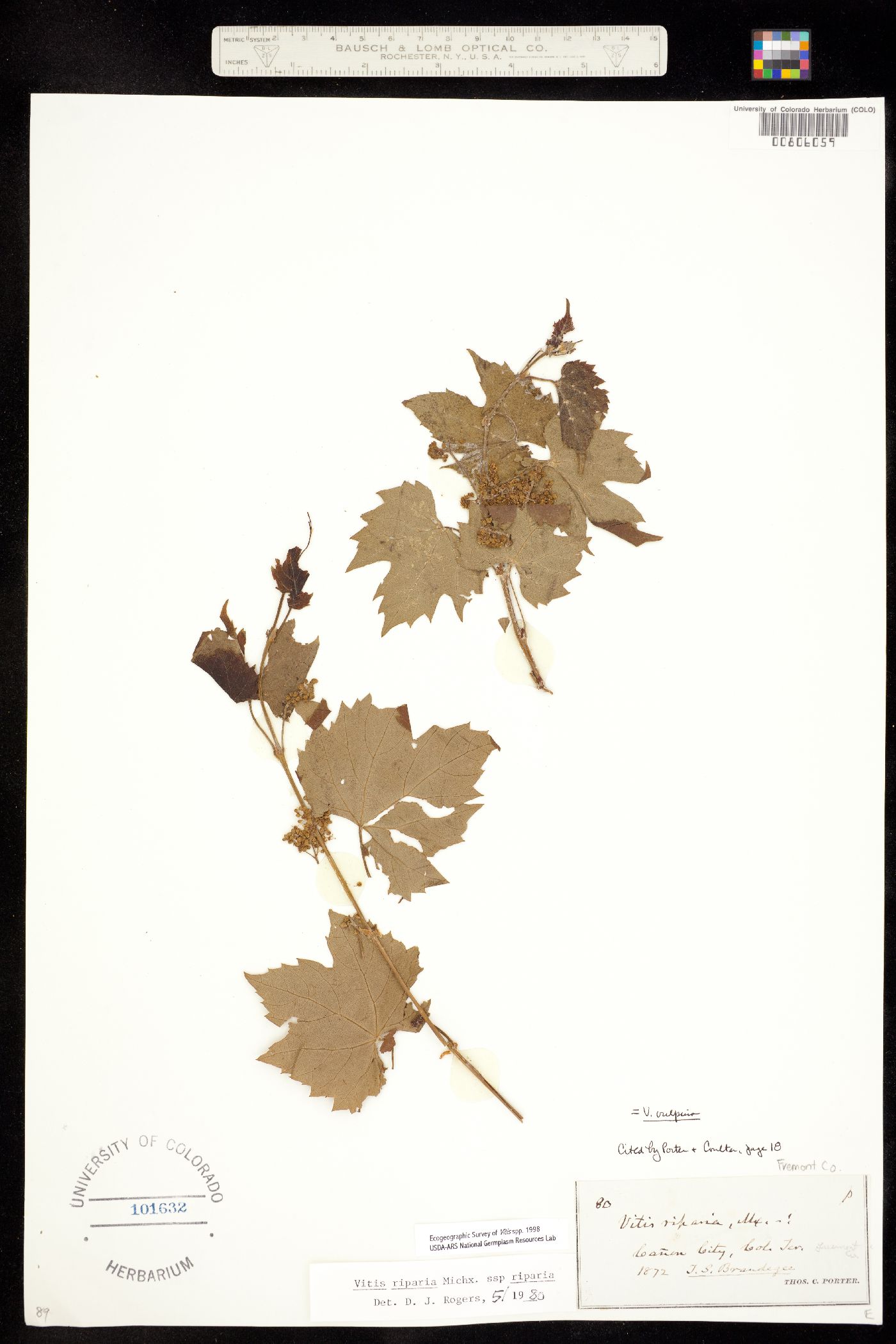 Vitis riparia ssp riparia image