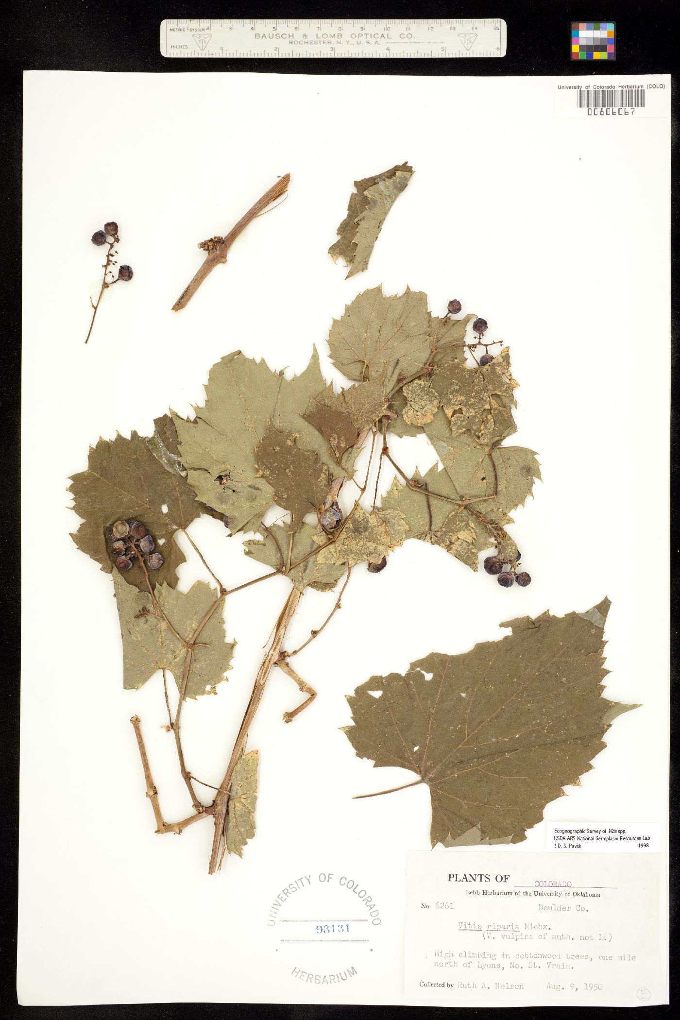 Vitis riparia ssp riparia image