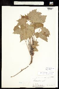 Vitis riparia ssp riparia image